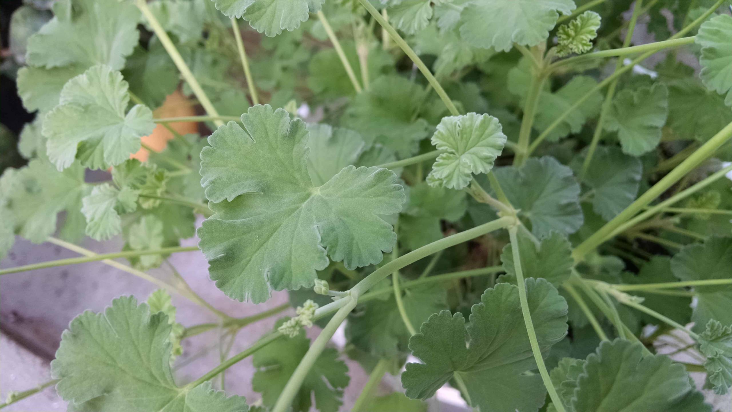 Nutmeg Scented Geranium - Image 2
