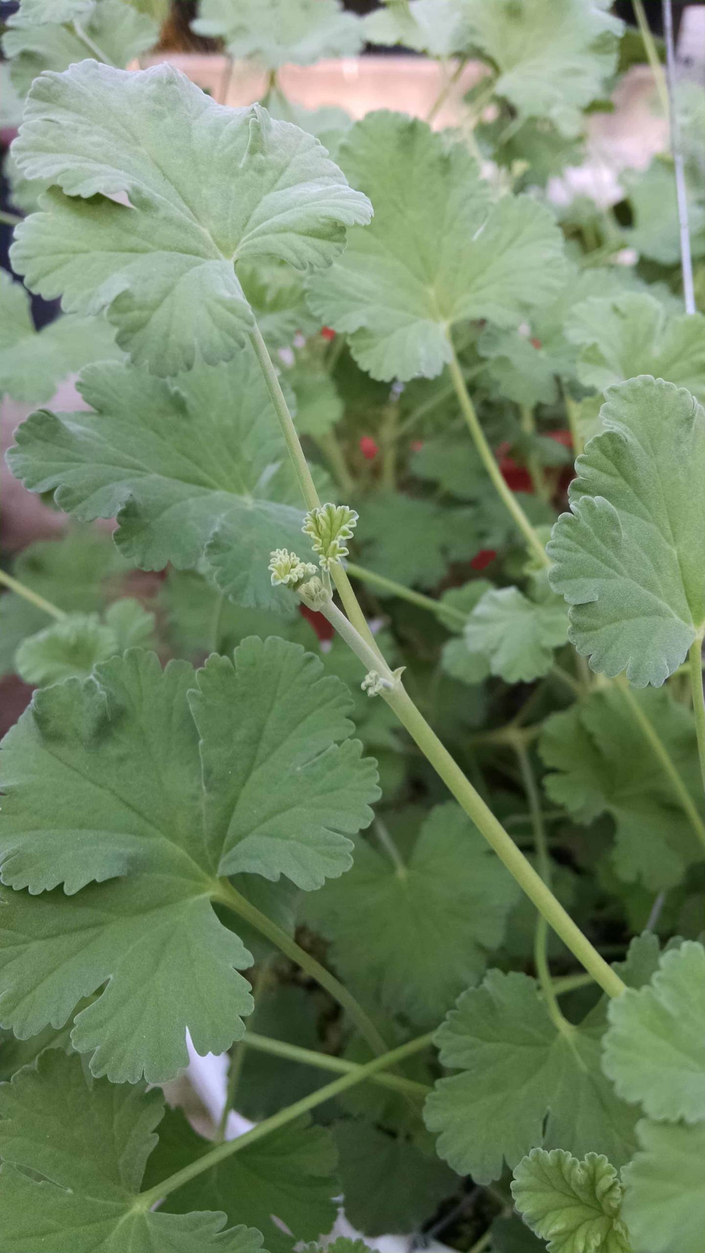Nutmeg Scented Geranium - Image 3