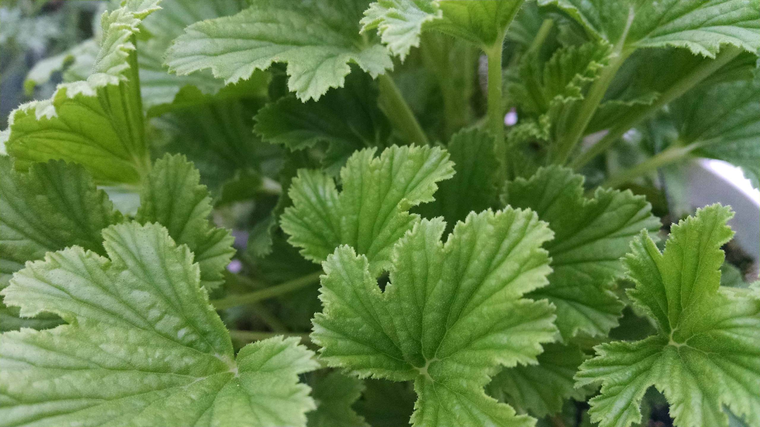 Orange Scented Geranium - Image 2