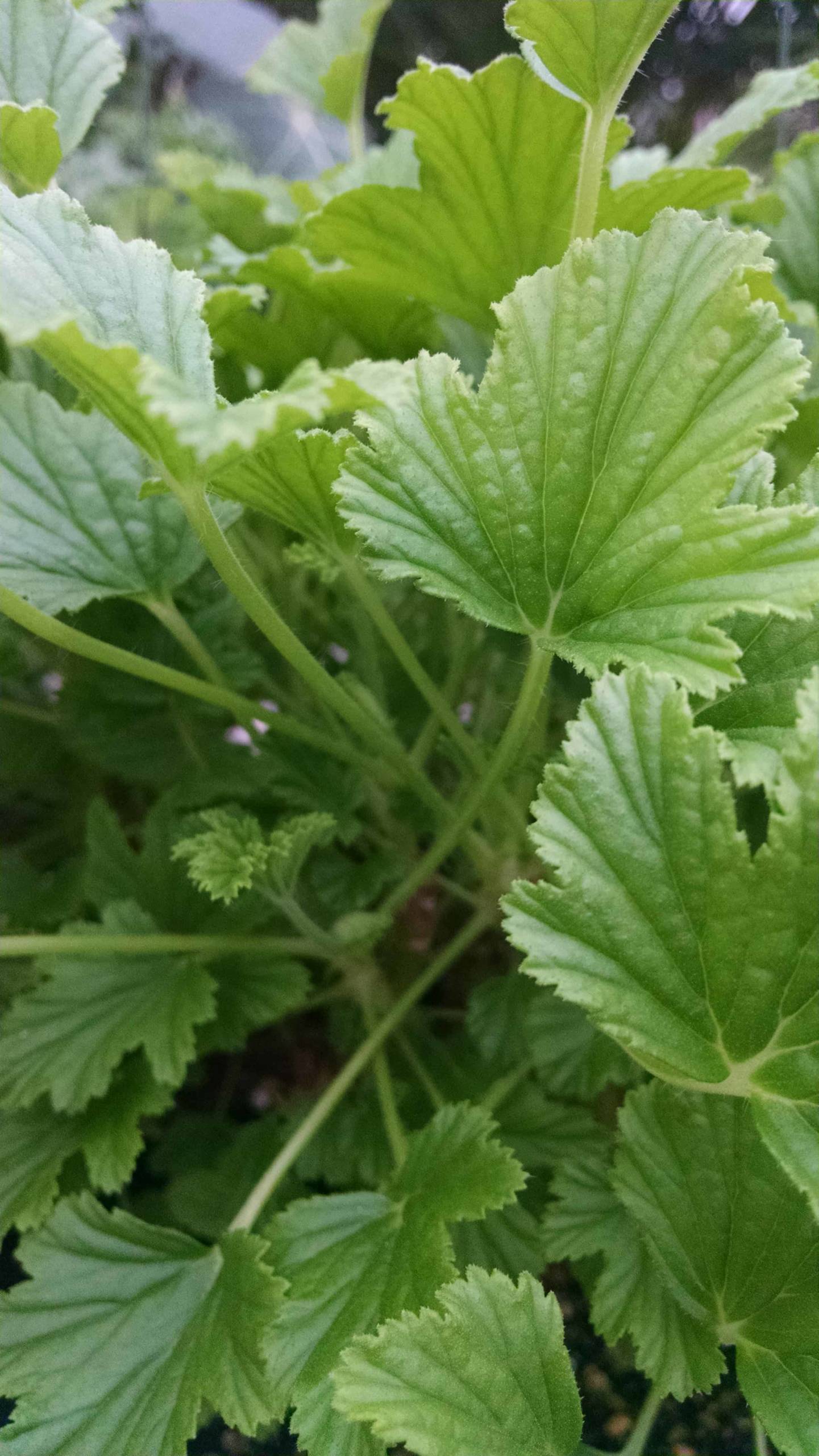 Orange Scented Geranium - Image 3