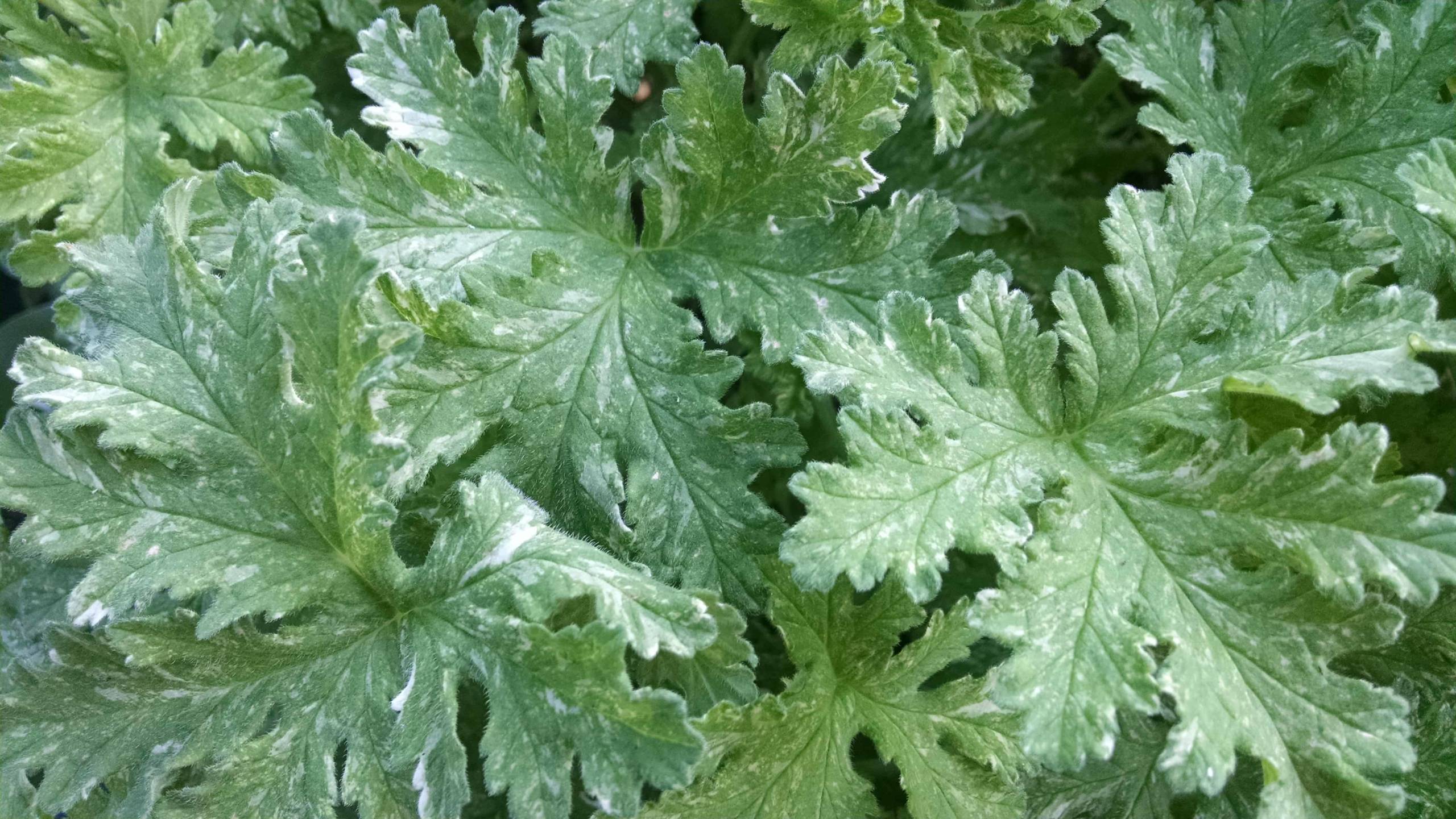 Peacock Scented Geranium - Image 2