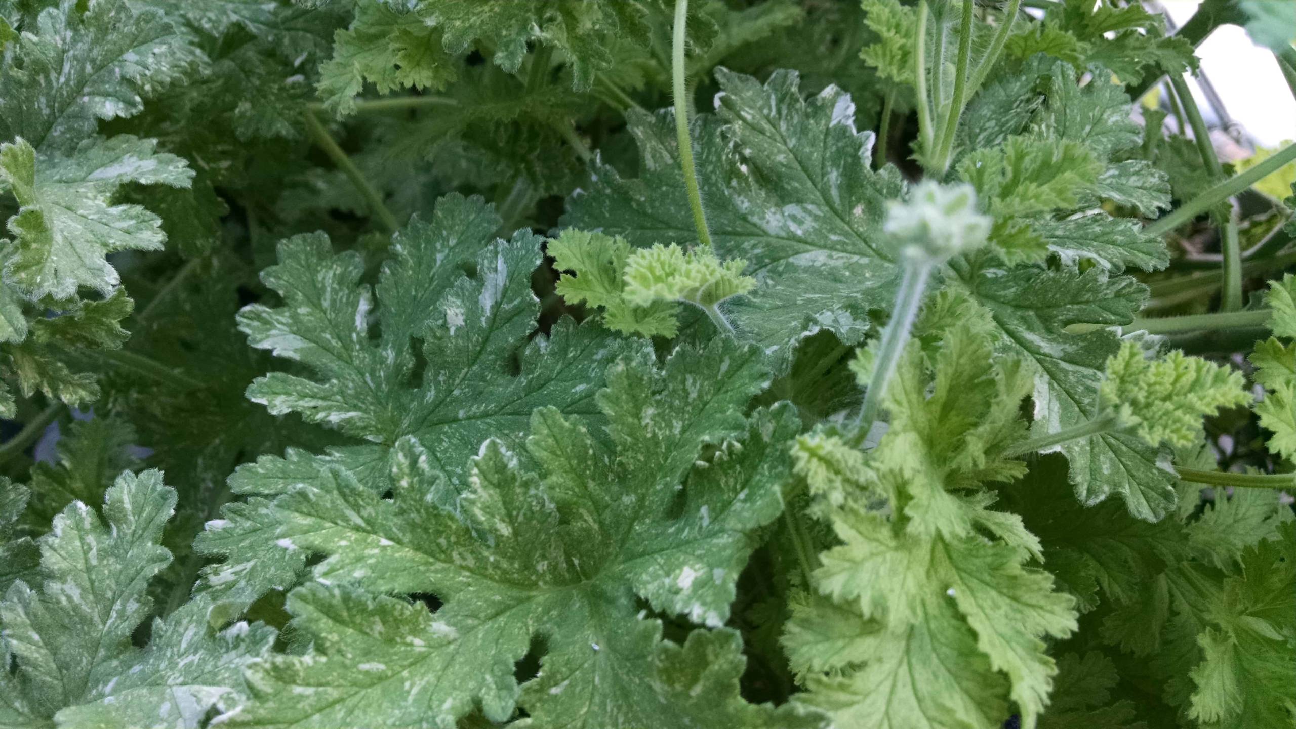 Peacock Scented Geranium - Image 3