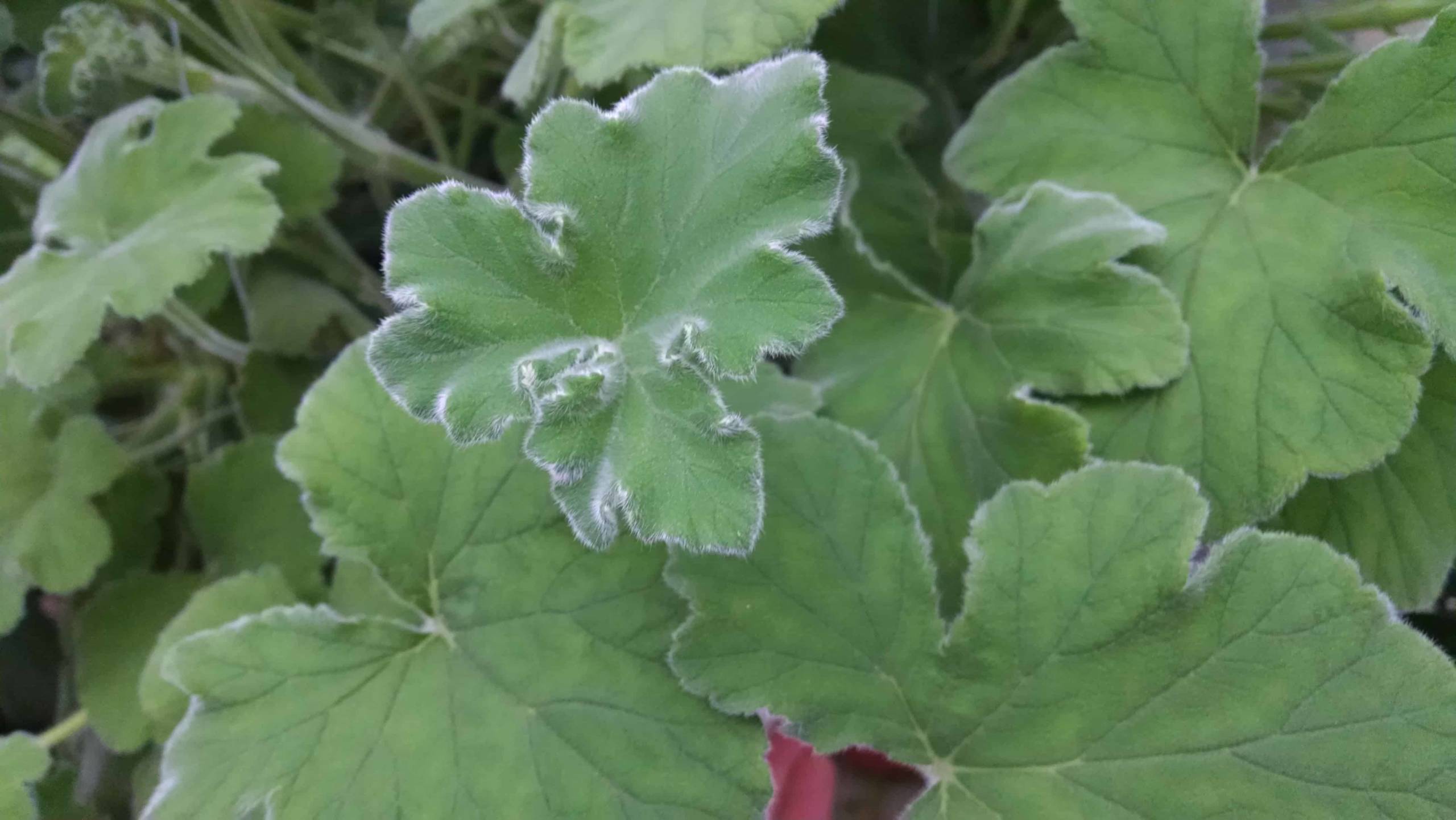 Peppermint Scented Geranium - Image 2