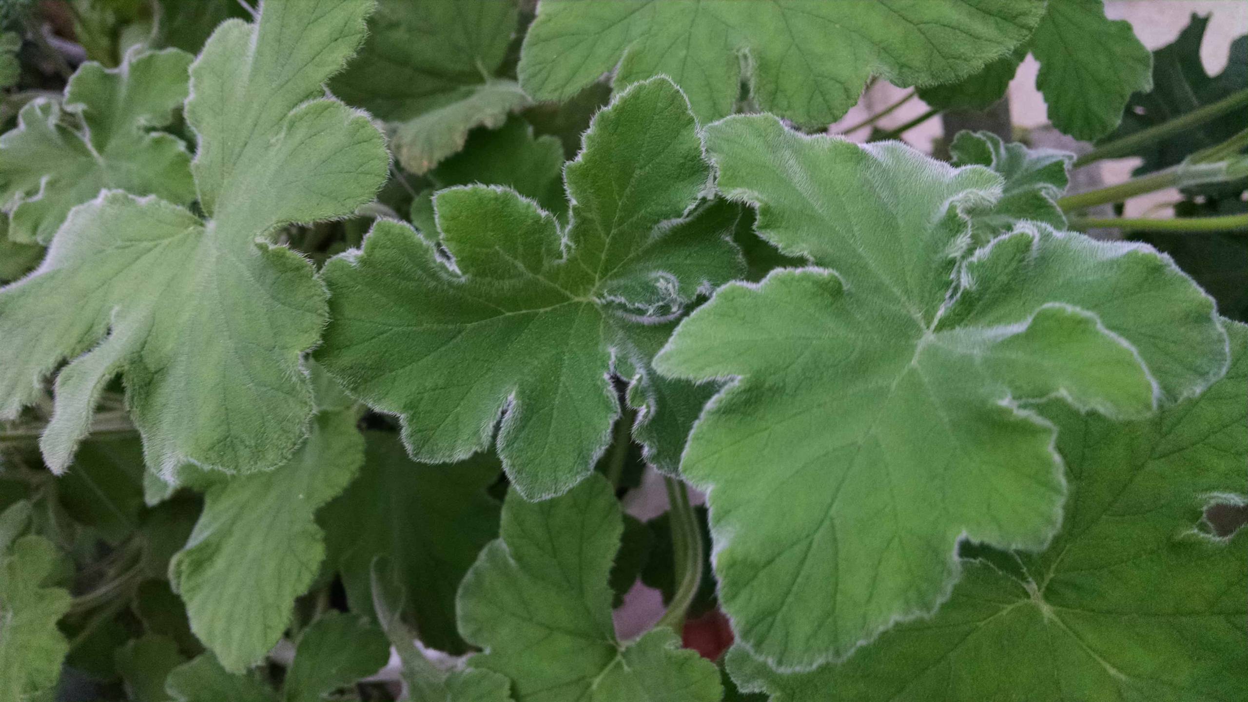 Peppermint Scented Geranium - Image 3