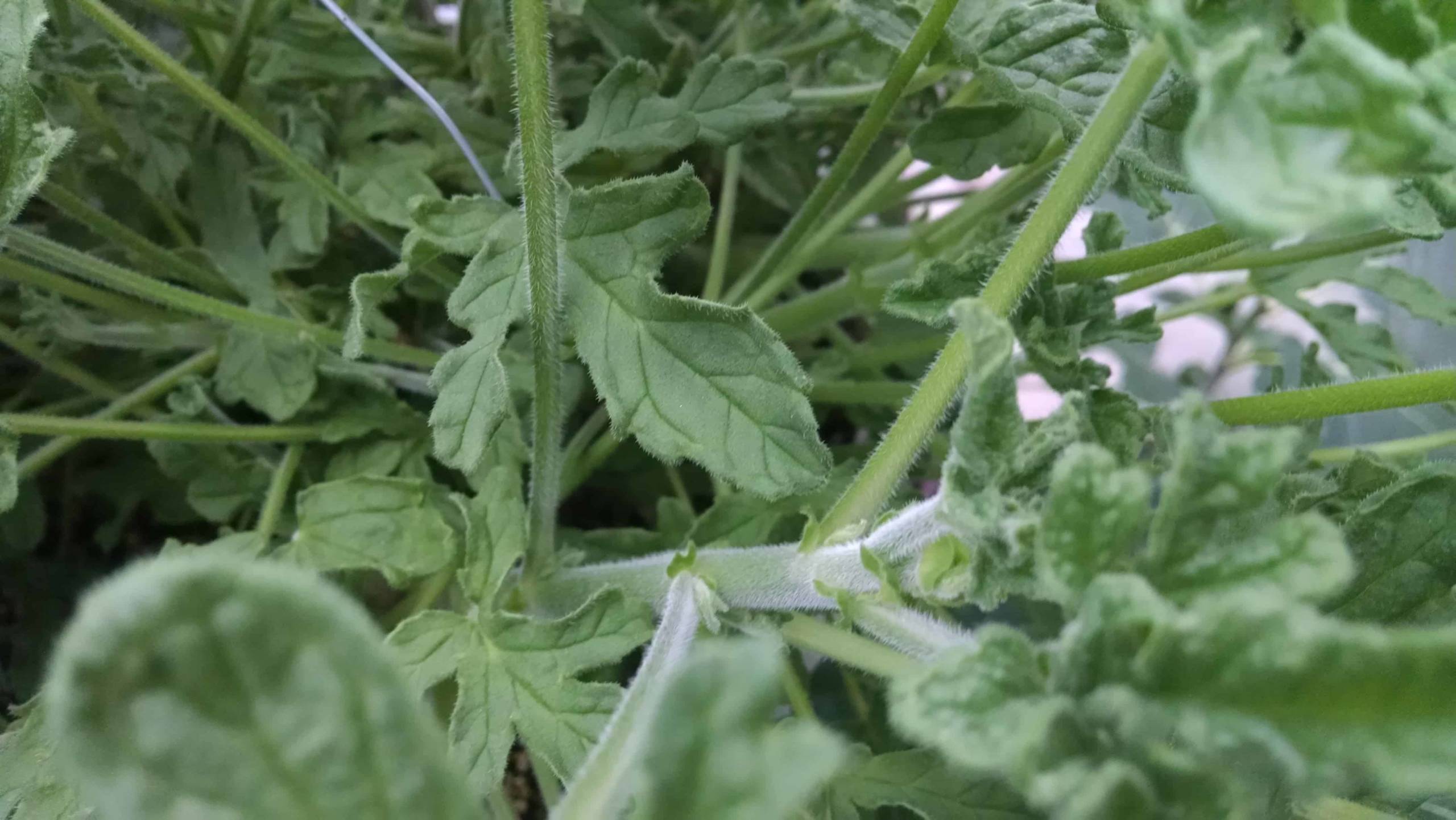 Roger's Lemon Scented Geranium - Image 2