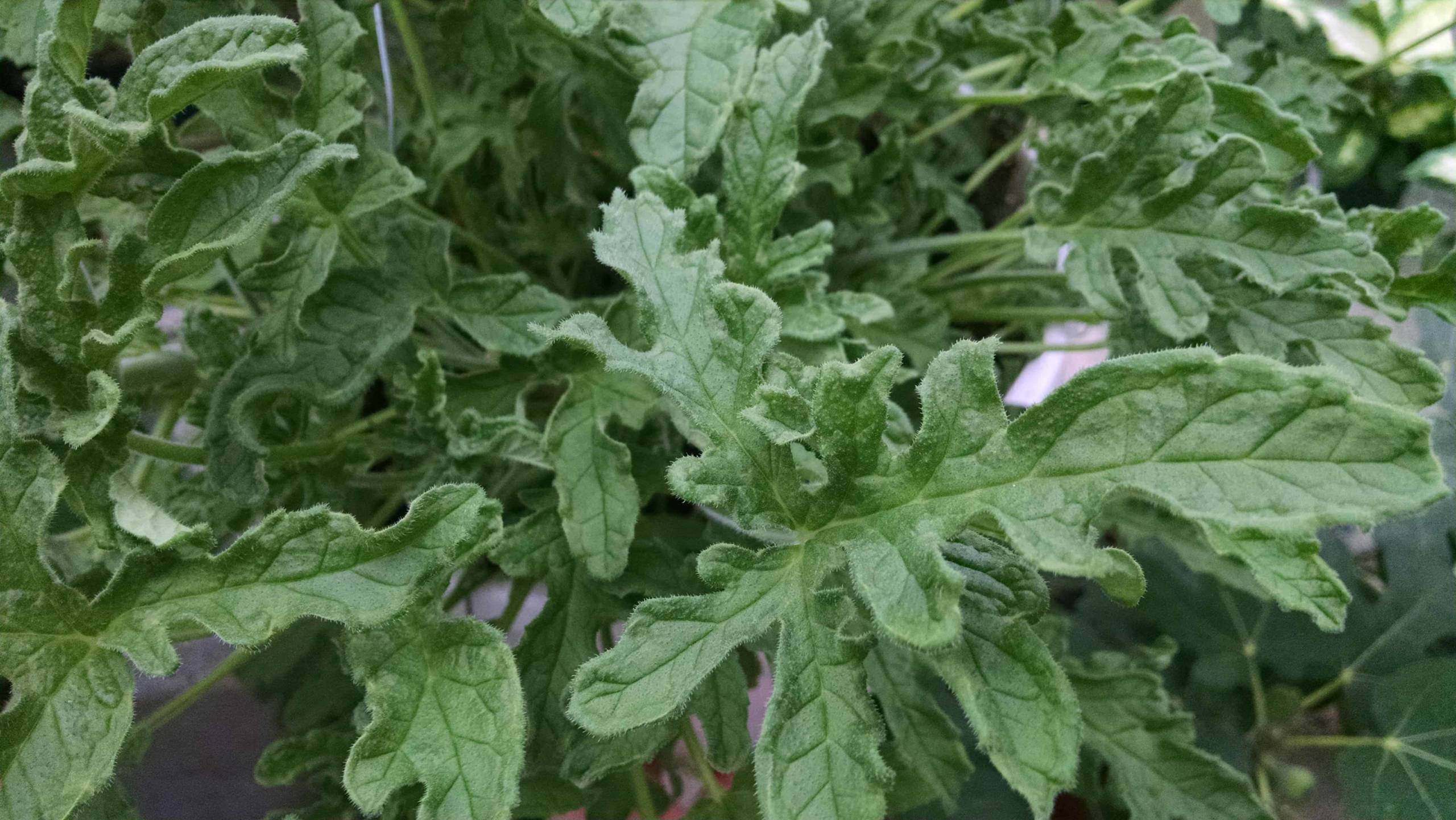 Roger's Lemon Scented Geranium - Image 3