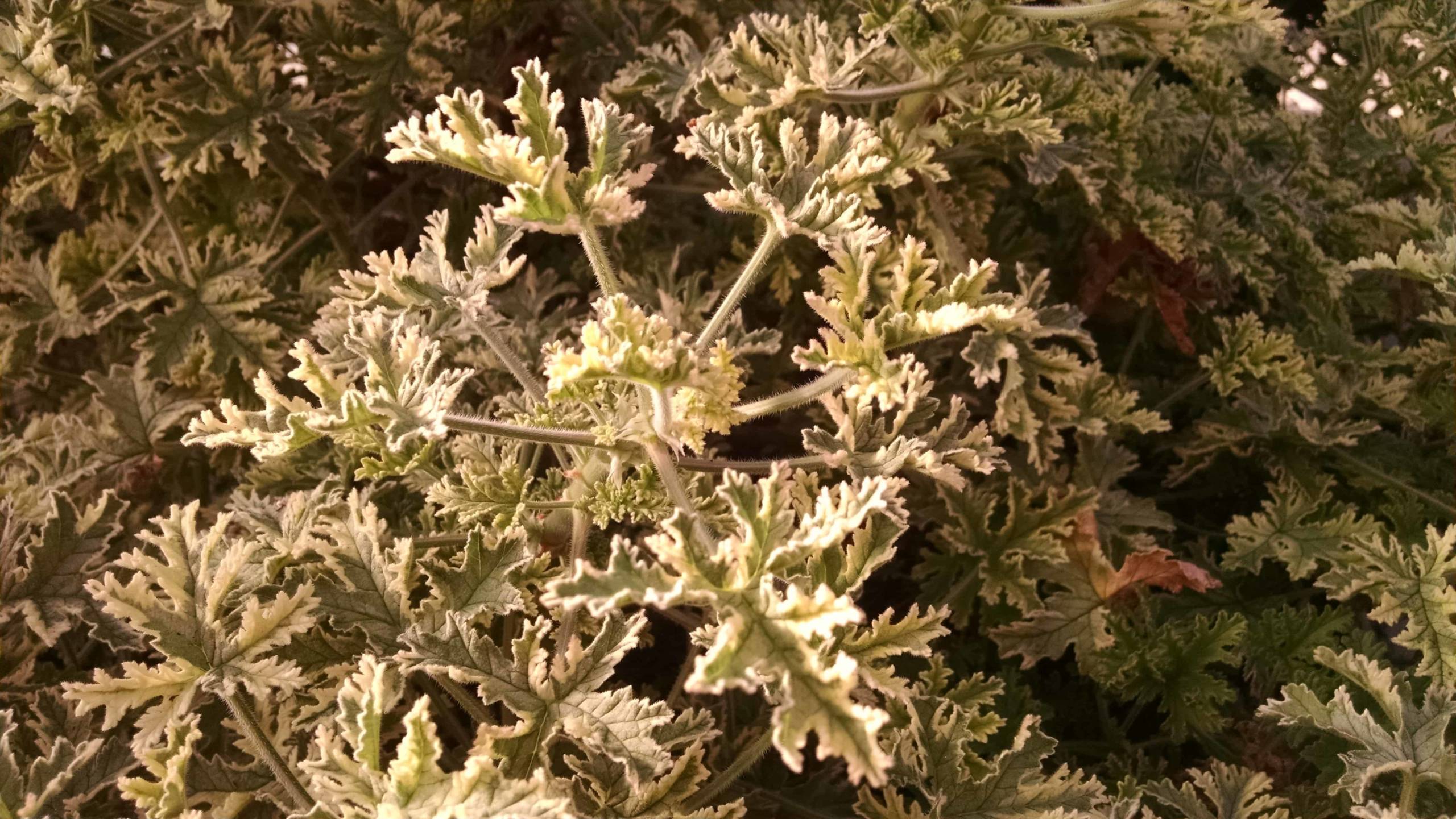 Variegated Rose Mint Scented Geranium - Image 2