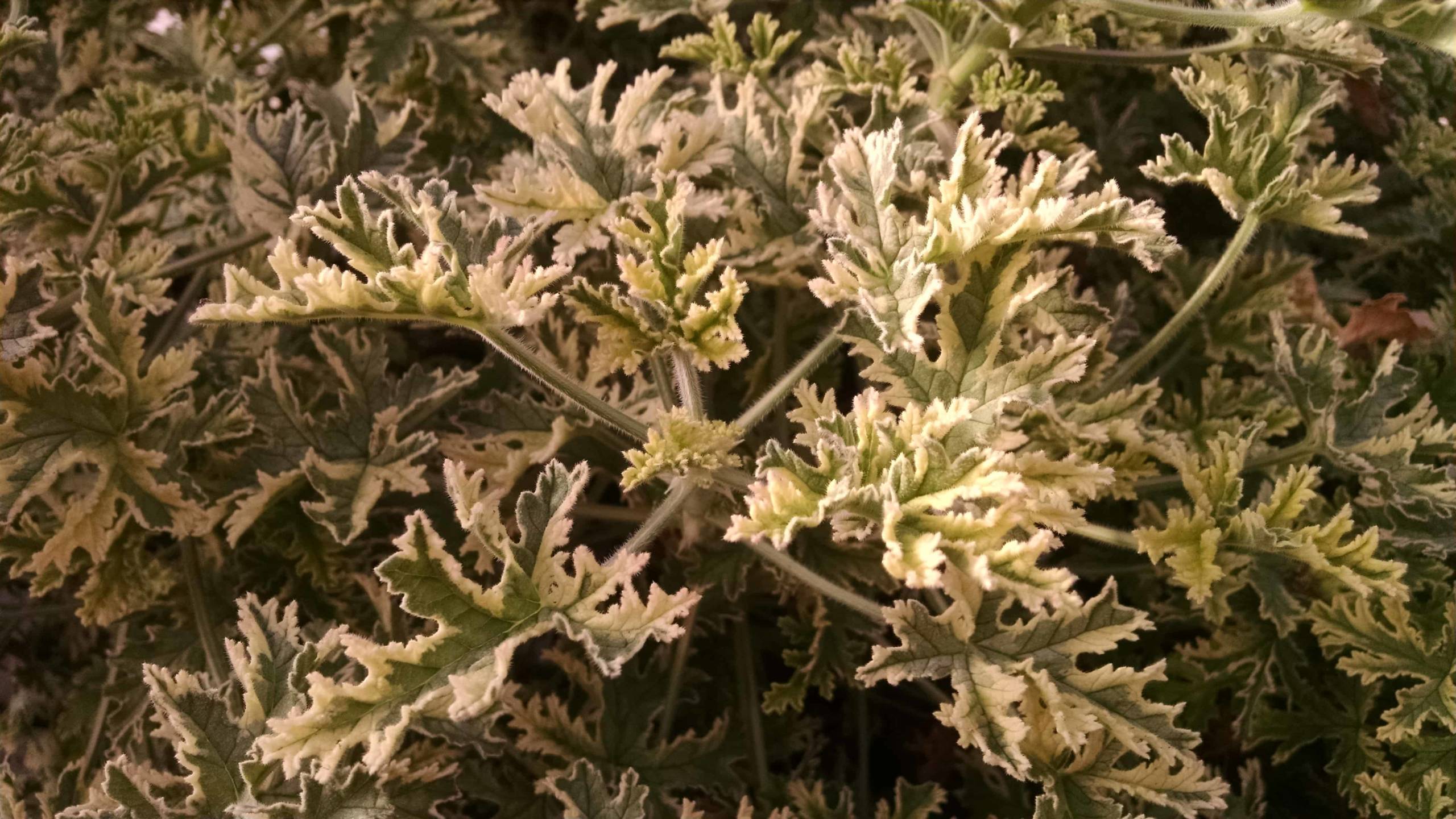 Variegated Rose Mint Scented Geranium - Image 3