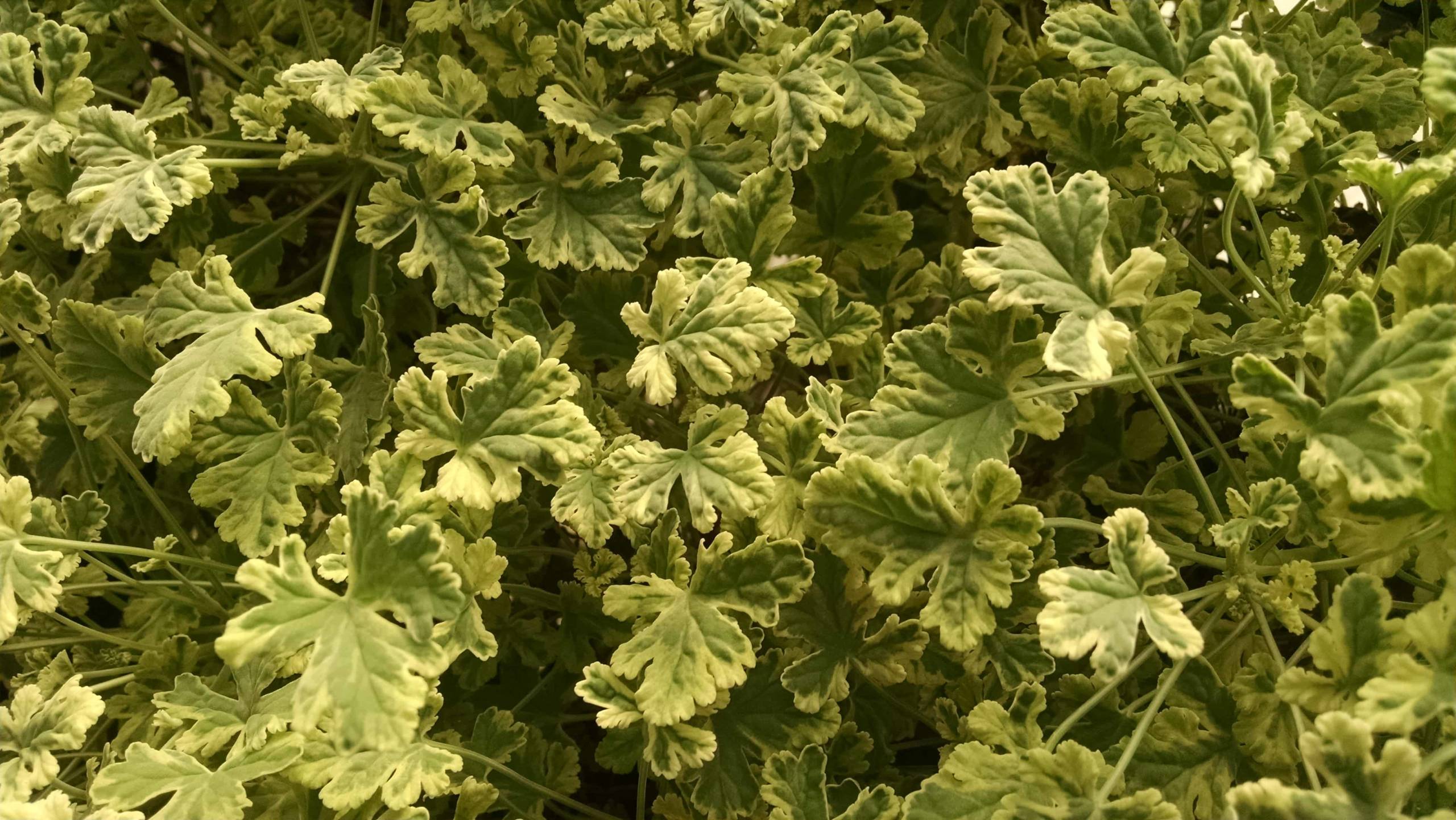 Variegated Nutmeg Scented Geranium - Image 2