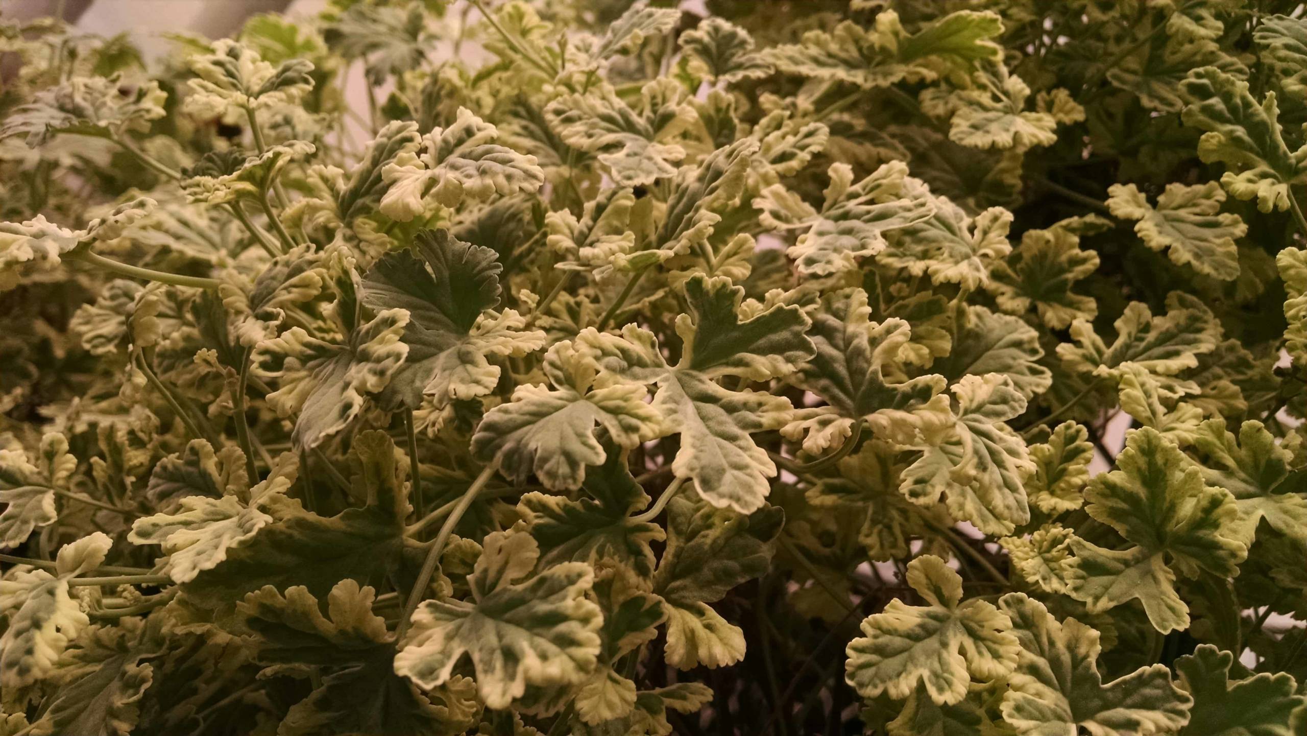 Variegated Nutmeg Scented Geranium - Image 3