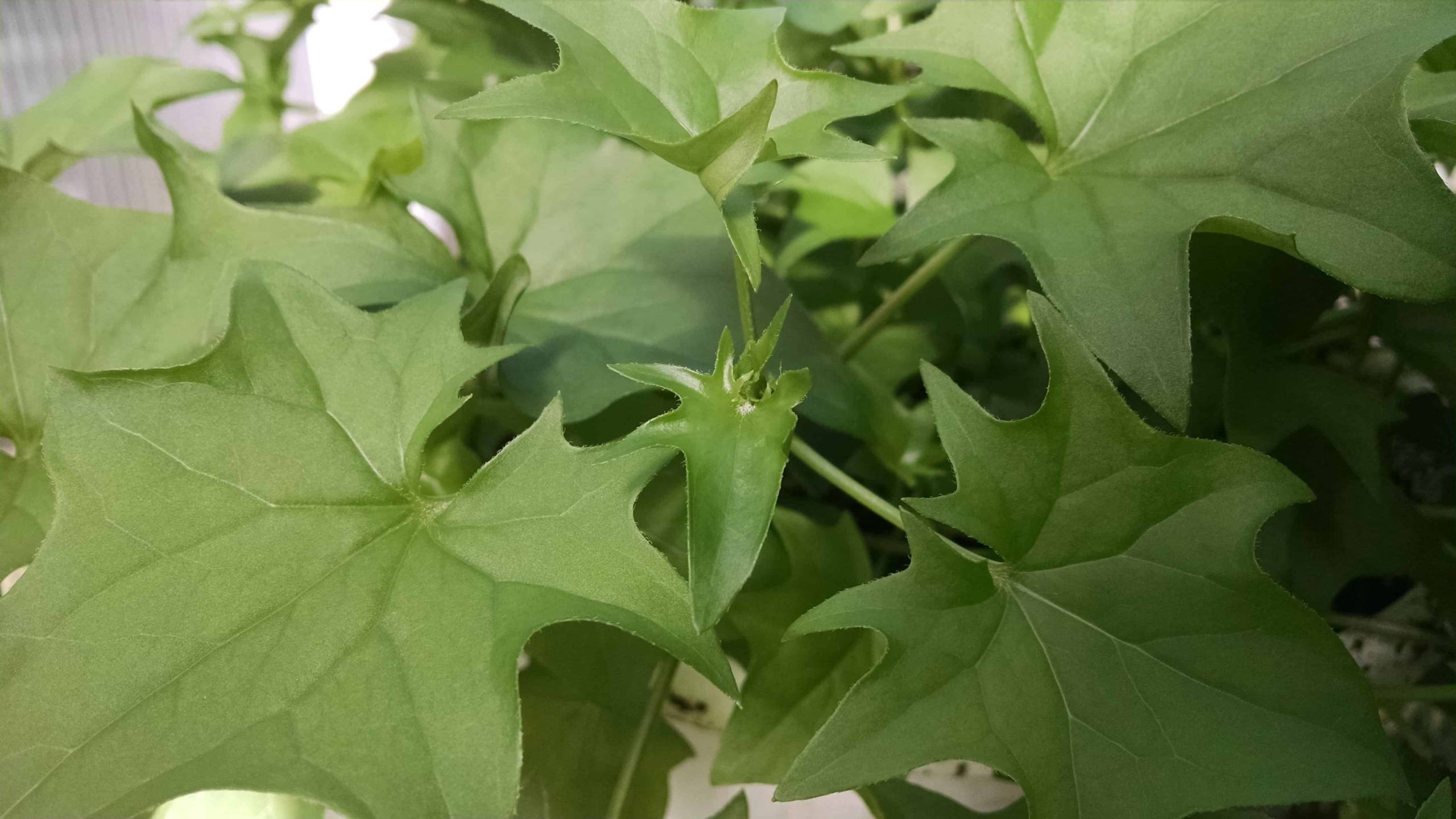 German Ivy - Image 2