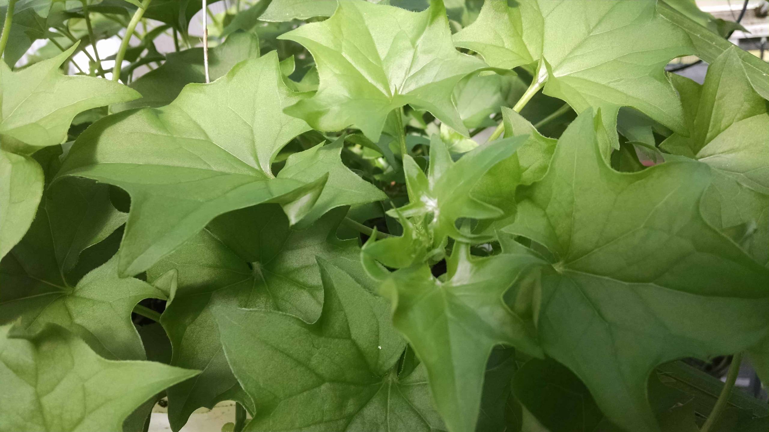 German Ivy - Image 3