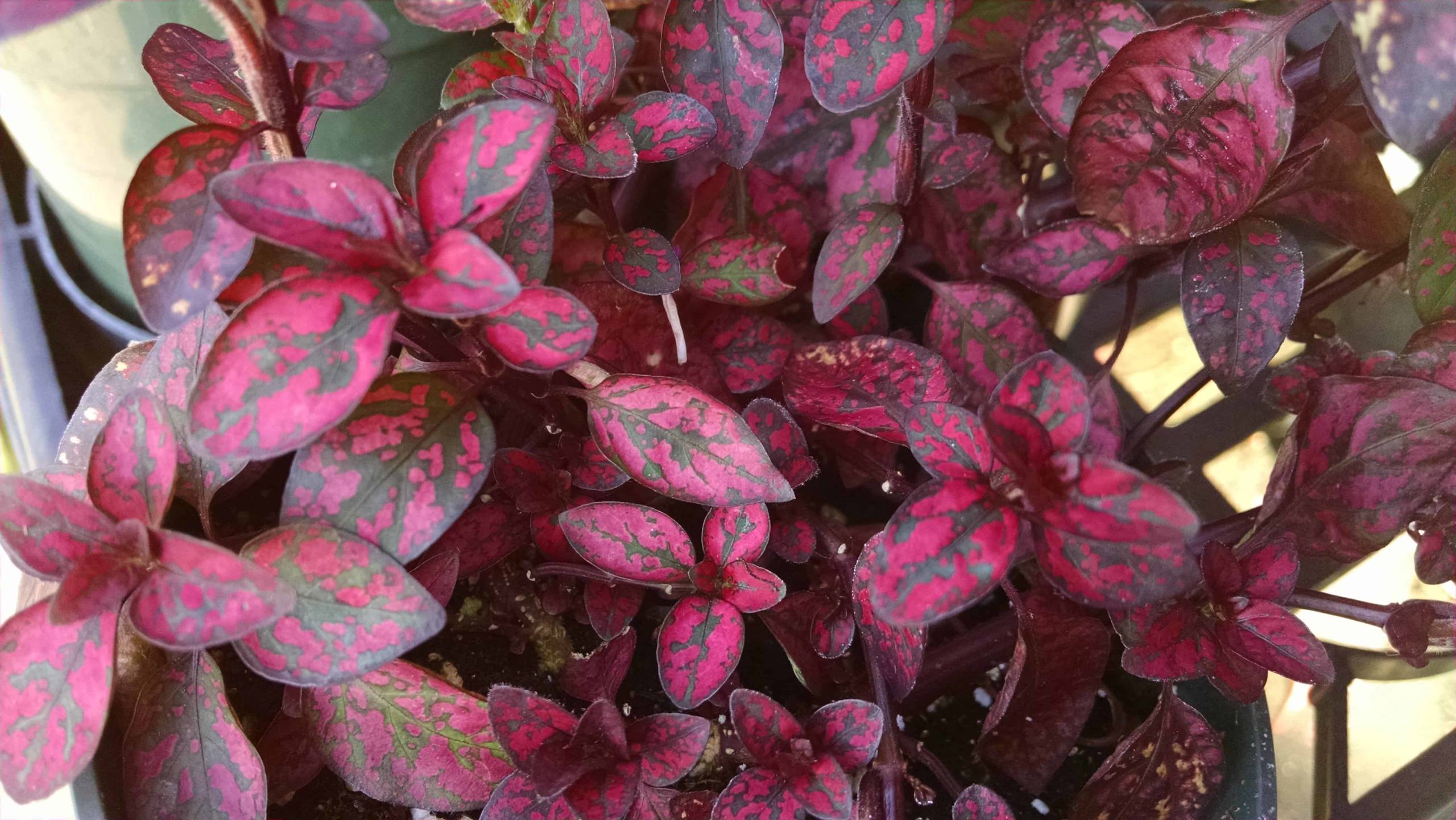 Red Splash Polka Dot Plant - Image 2