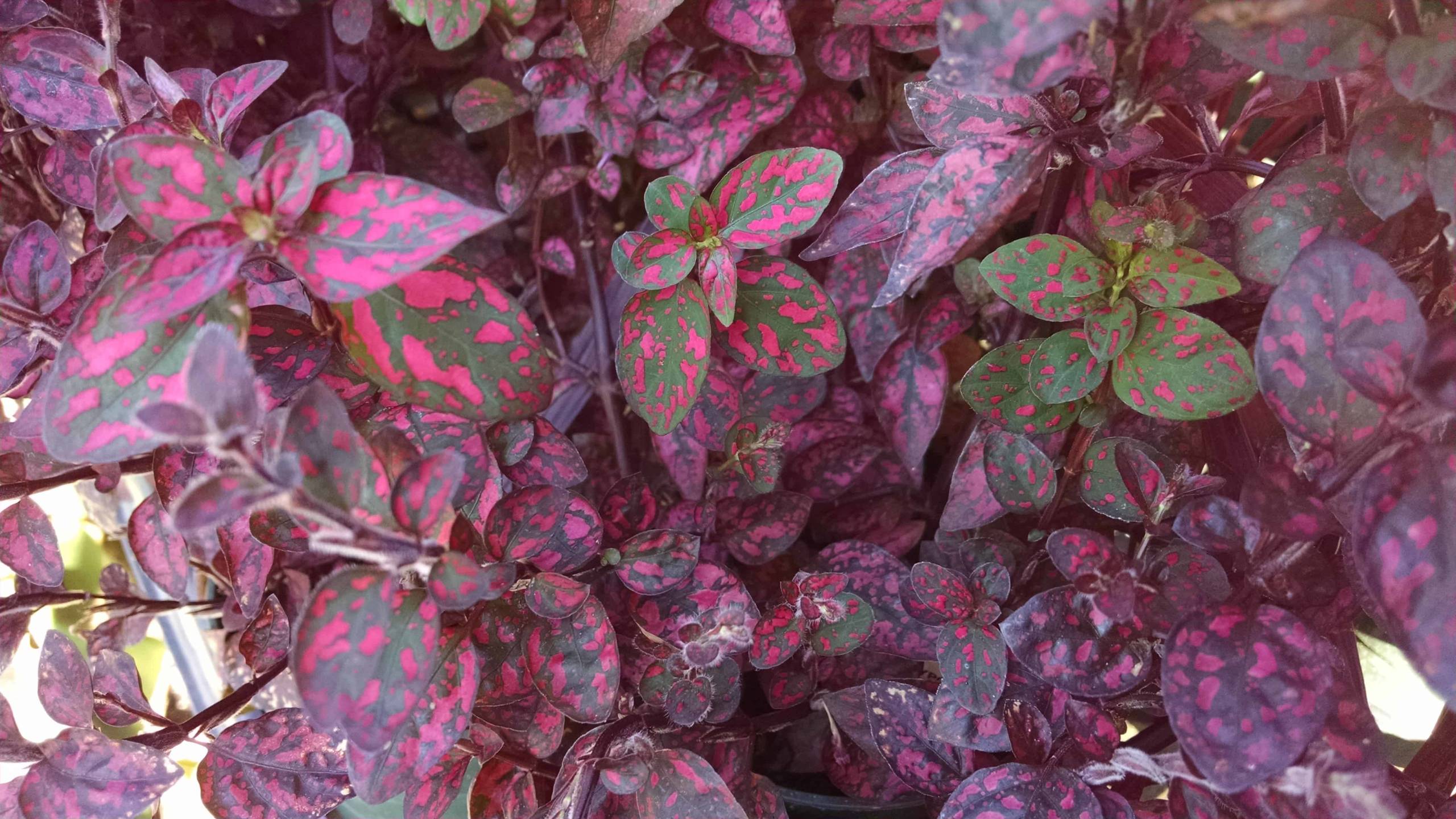 Red Splash Polka Dot Plant - Image 3
