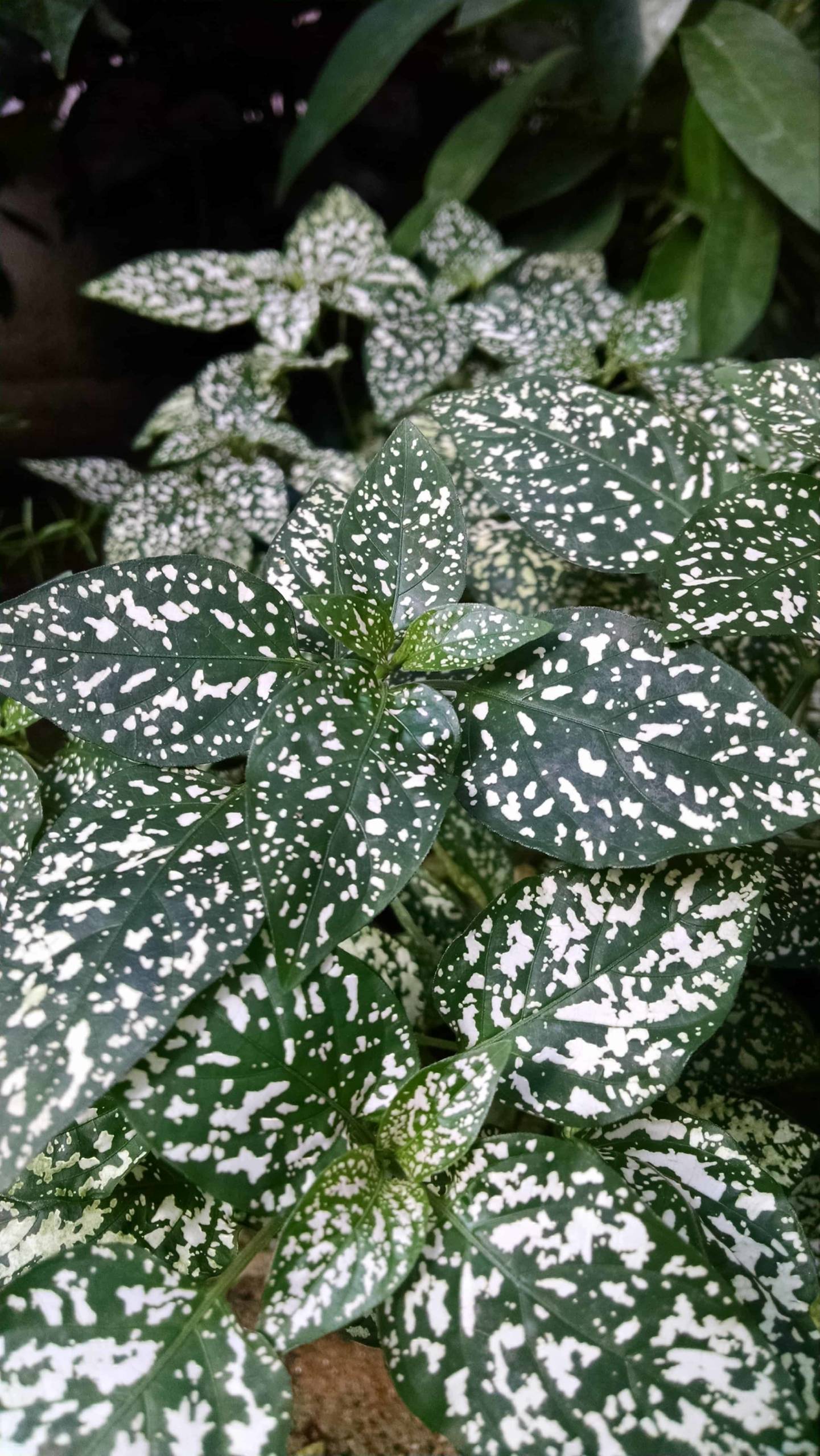 White Splash Polka Dot Plant - Image 2