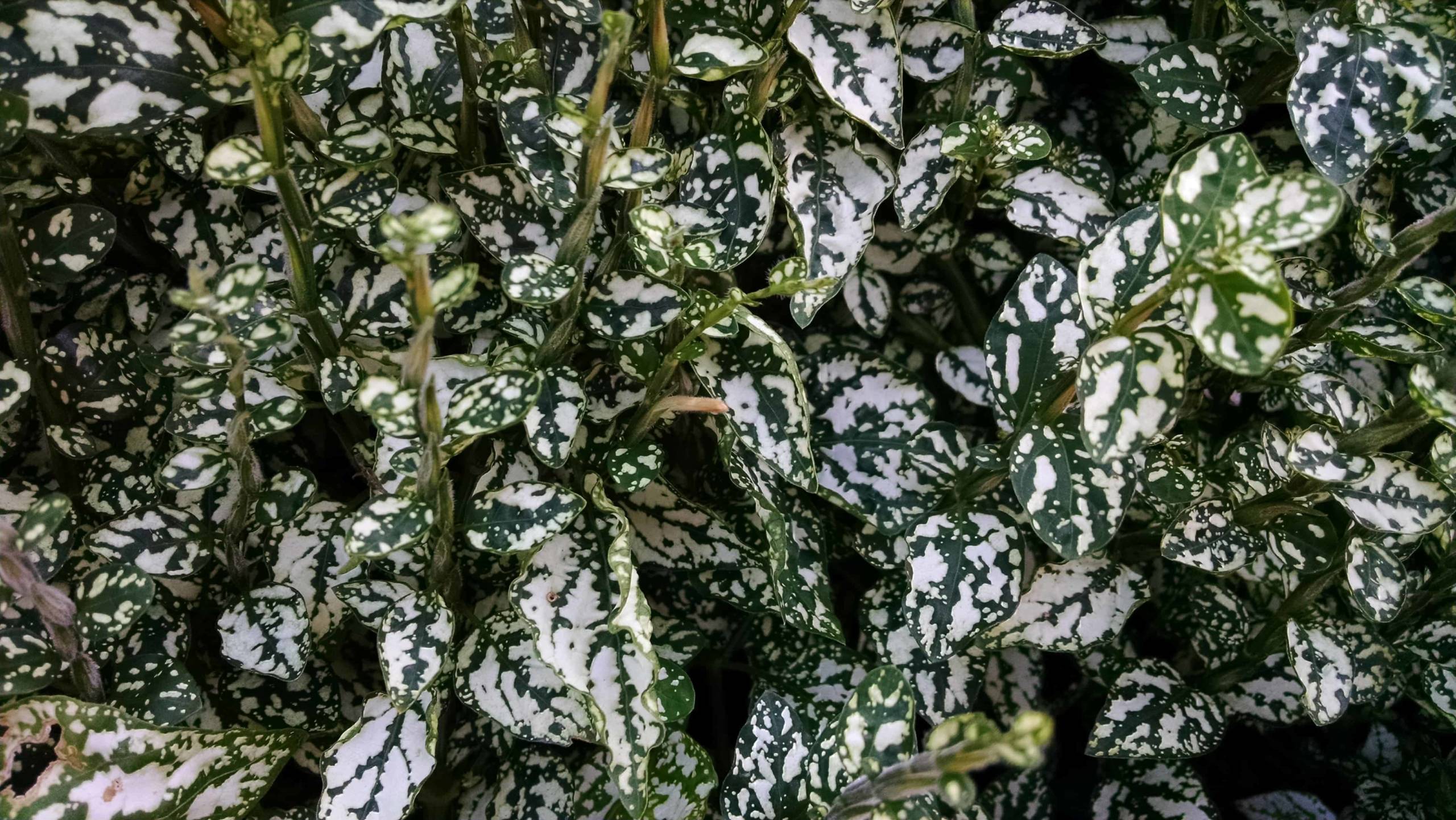 White Splash Polka Dot Plant - Image 3