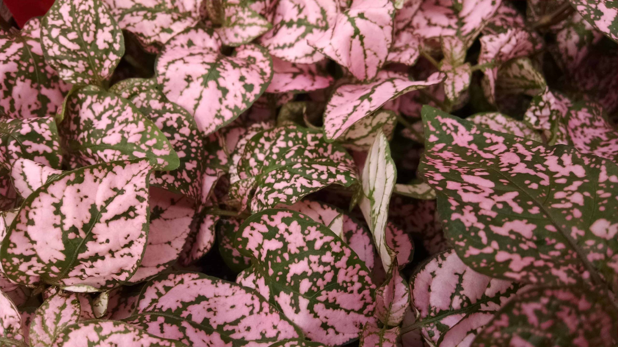Pink Splash Polka Dot Plant - Image 3