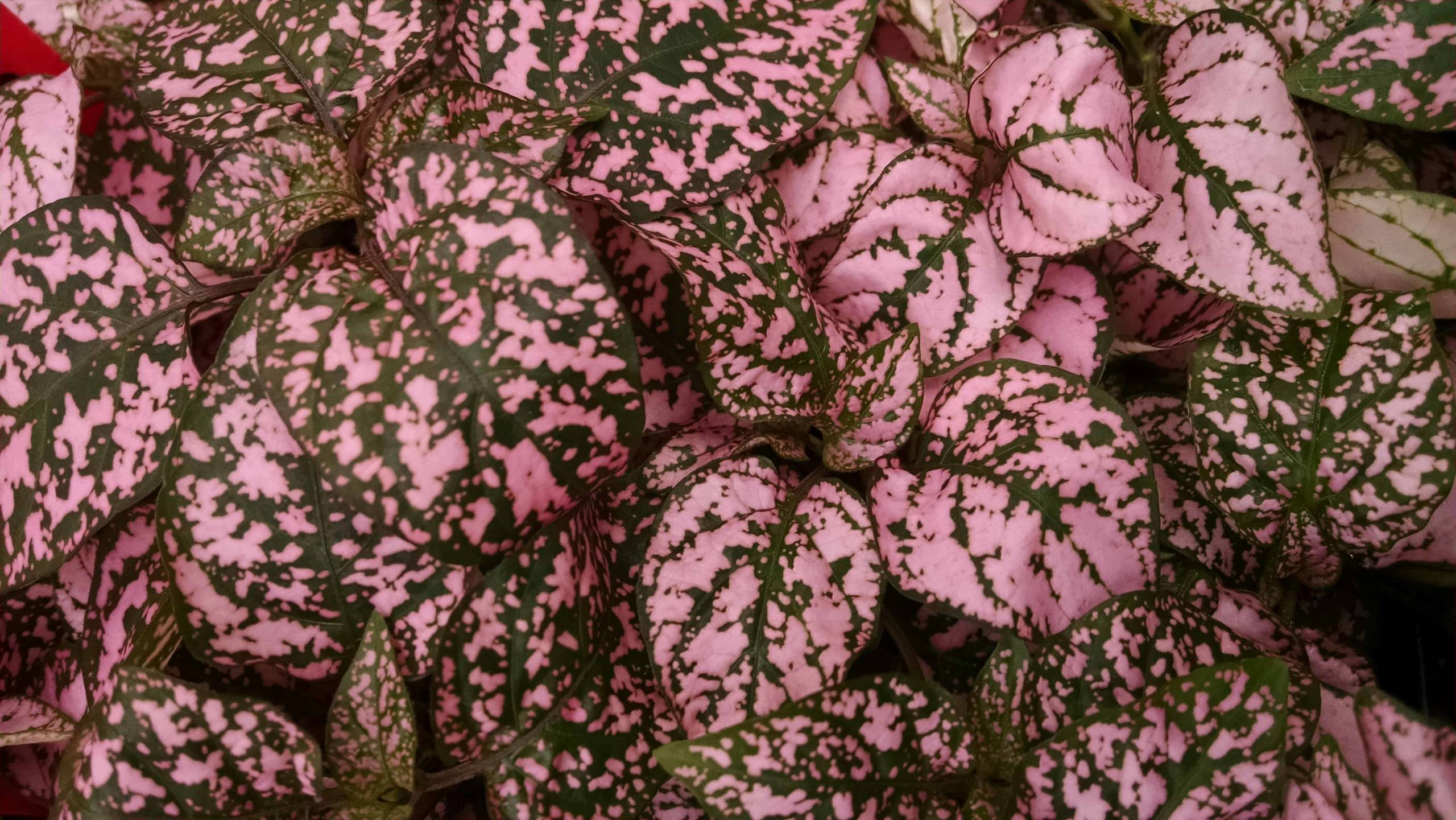 Pink Splash Polka Dot Plant - Image 2