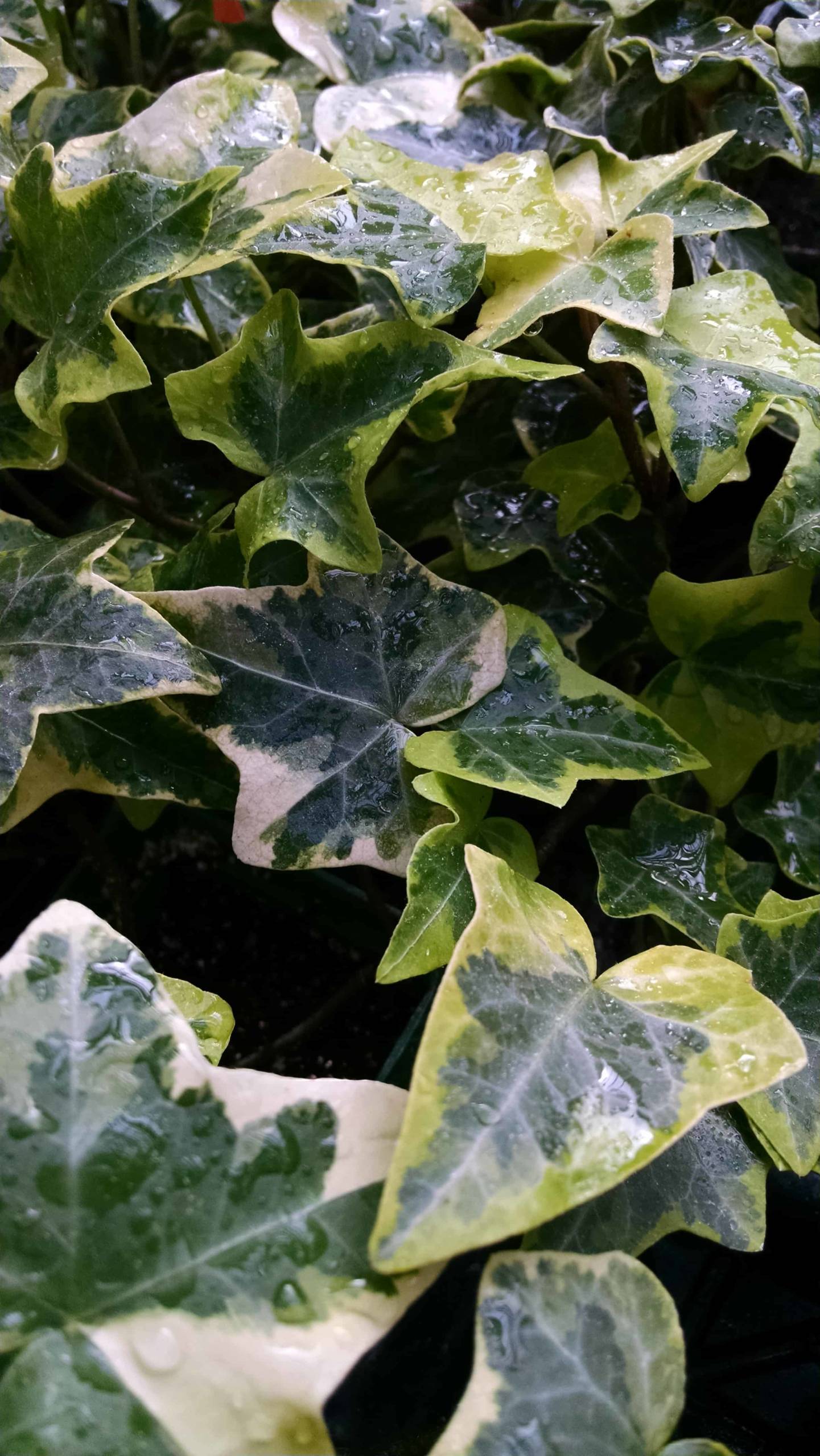 Golden Child Ivy - Image 2