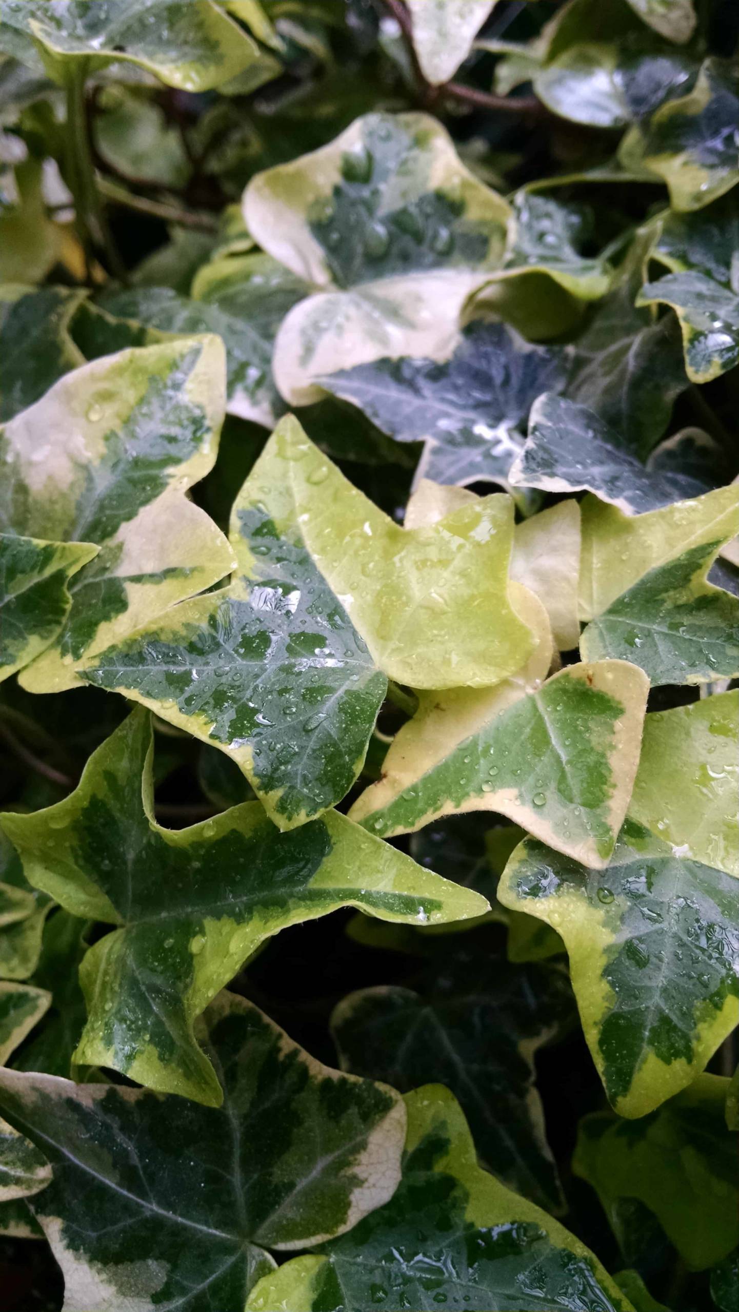 Golden Child Ivy - Image 3