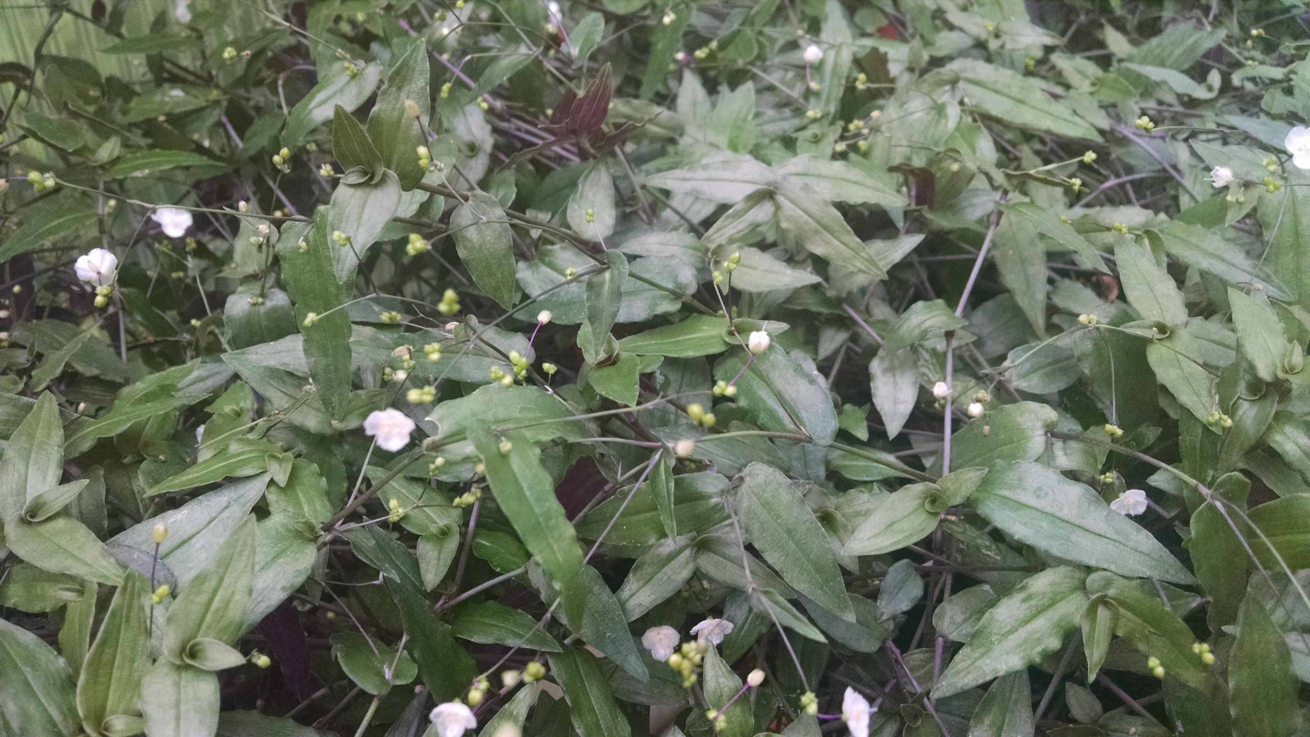 Bridal Veil - Image 2