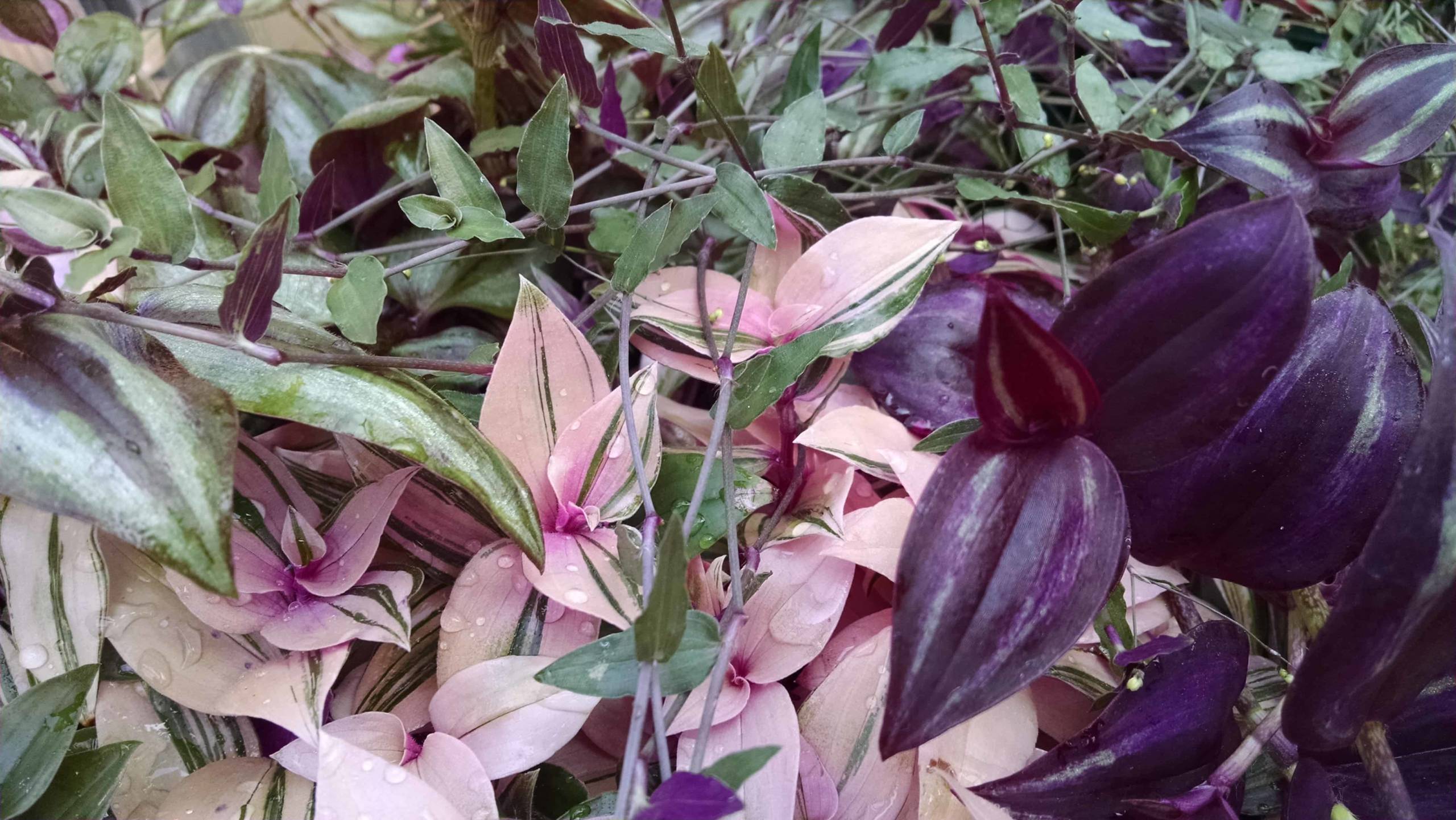 Trailing Tradescantia Collection - Image 2