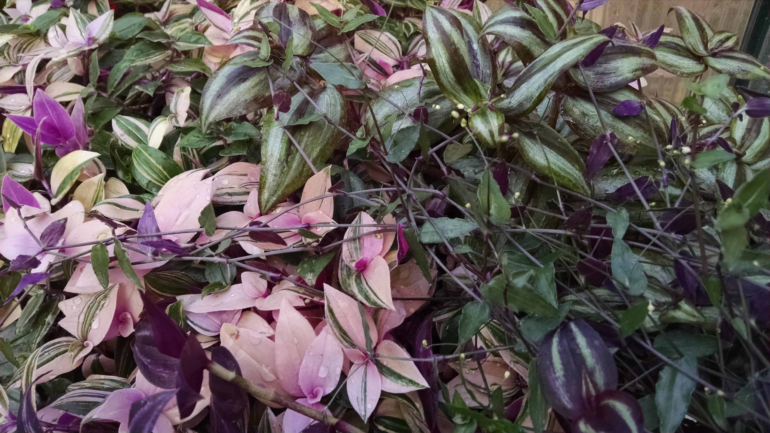 Trailing Tradescantia Collection - Image 3