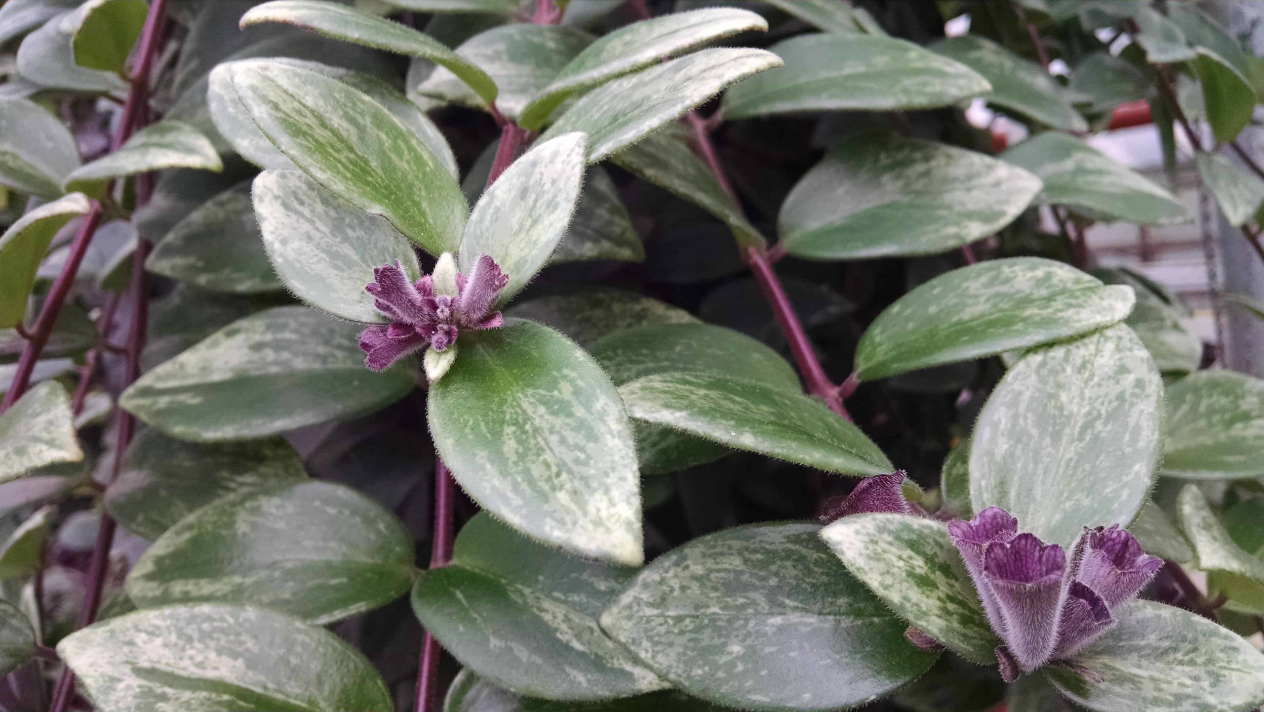 Variegated Lipstick Plant - Image 2