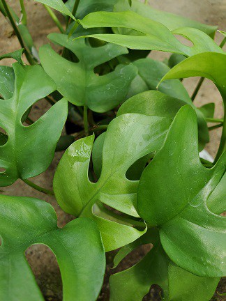 Mini Monstera, Rhaphidophora - Image 2