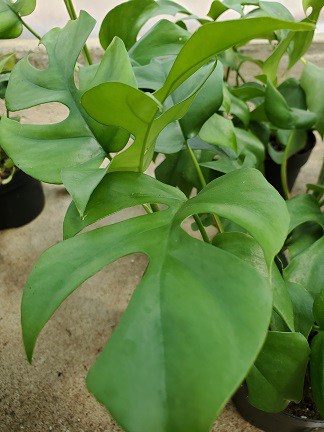 Mini Monstera, Rhaphidophora - Image 4