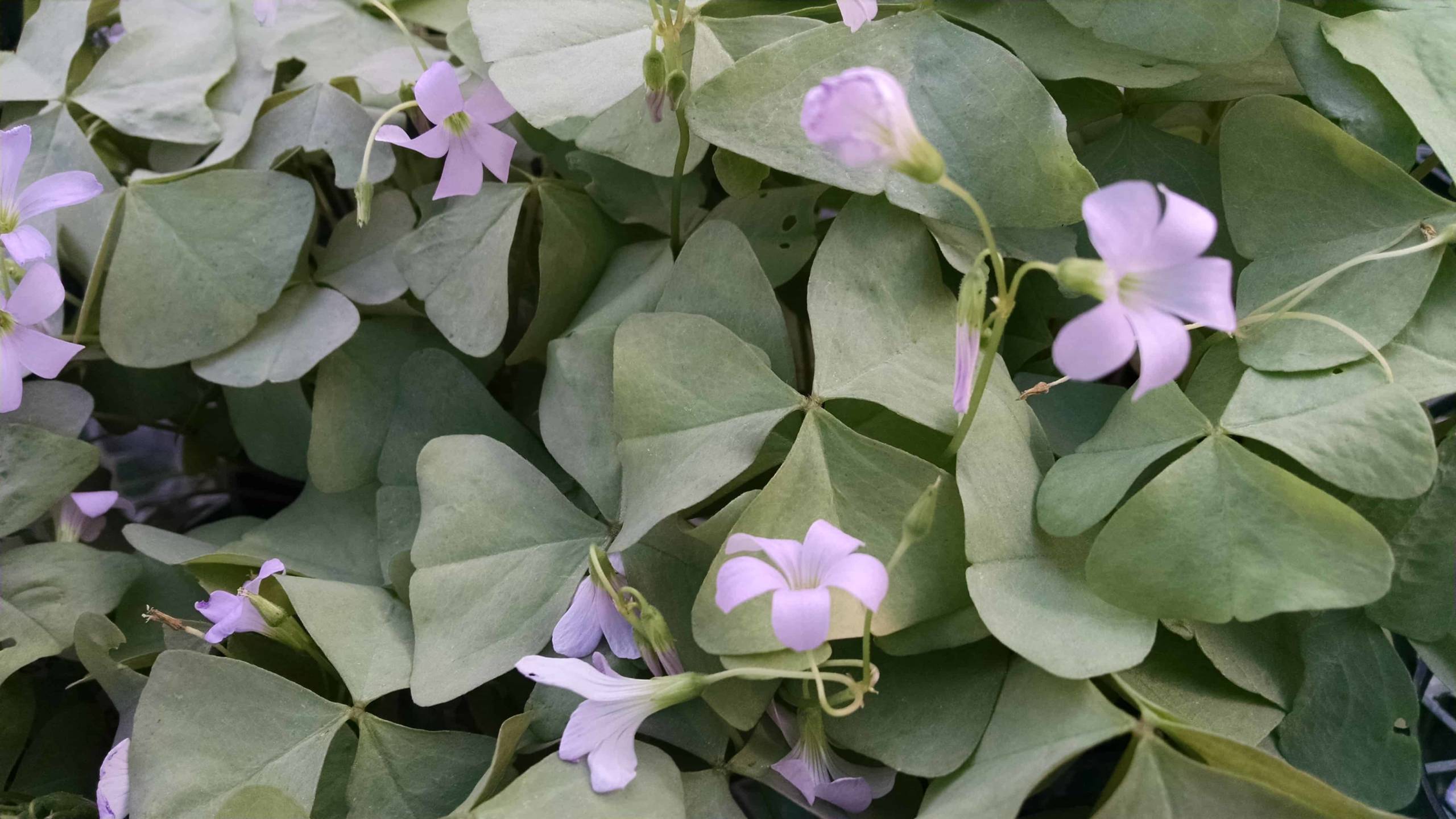Green Oxalis, False Shamrock - Image 2