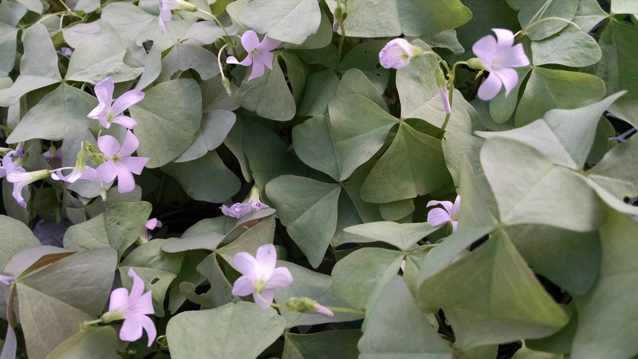 Green Oxalis, False Shamrock - Image 3