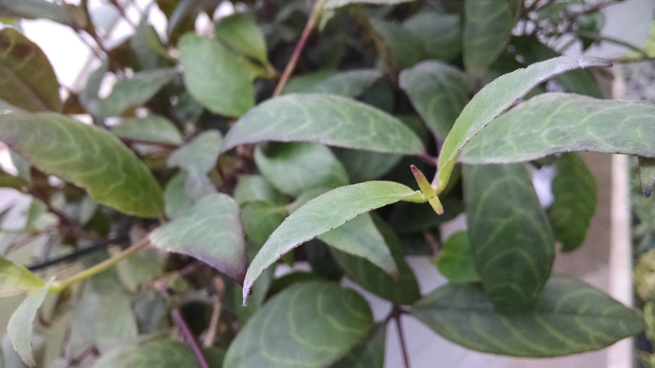 Black Pagoda - Image 2