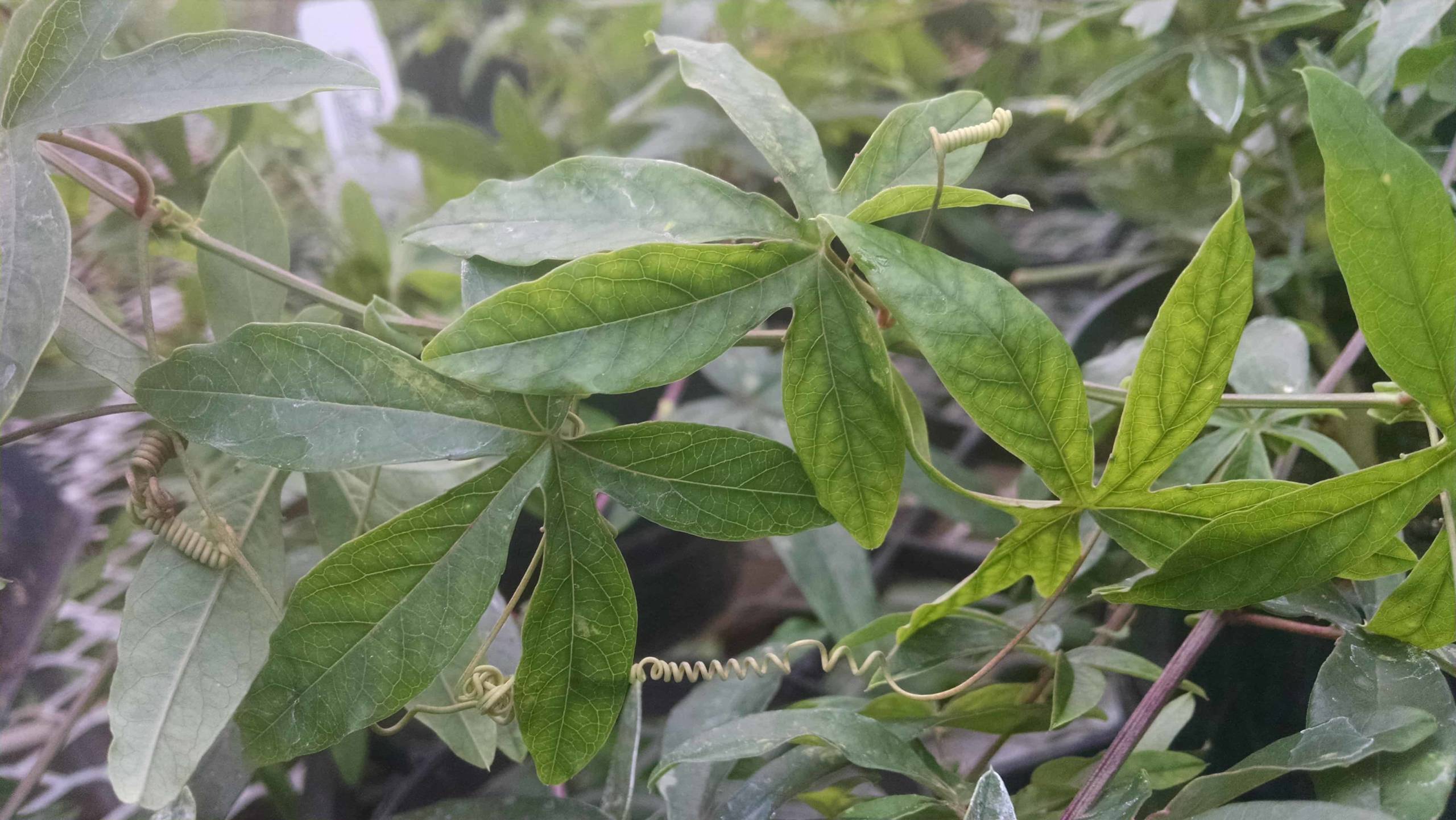 Blue Bahama Passion Flower - Image 2