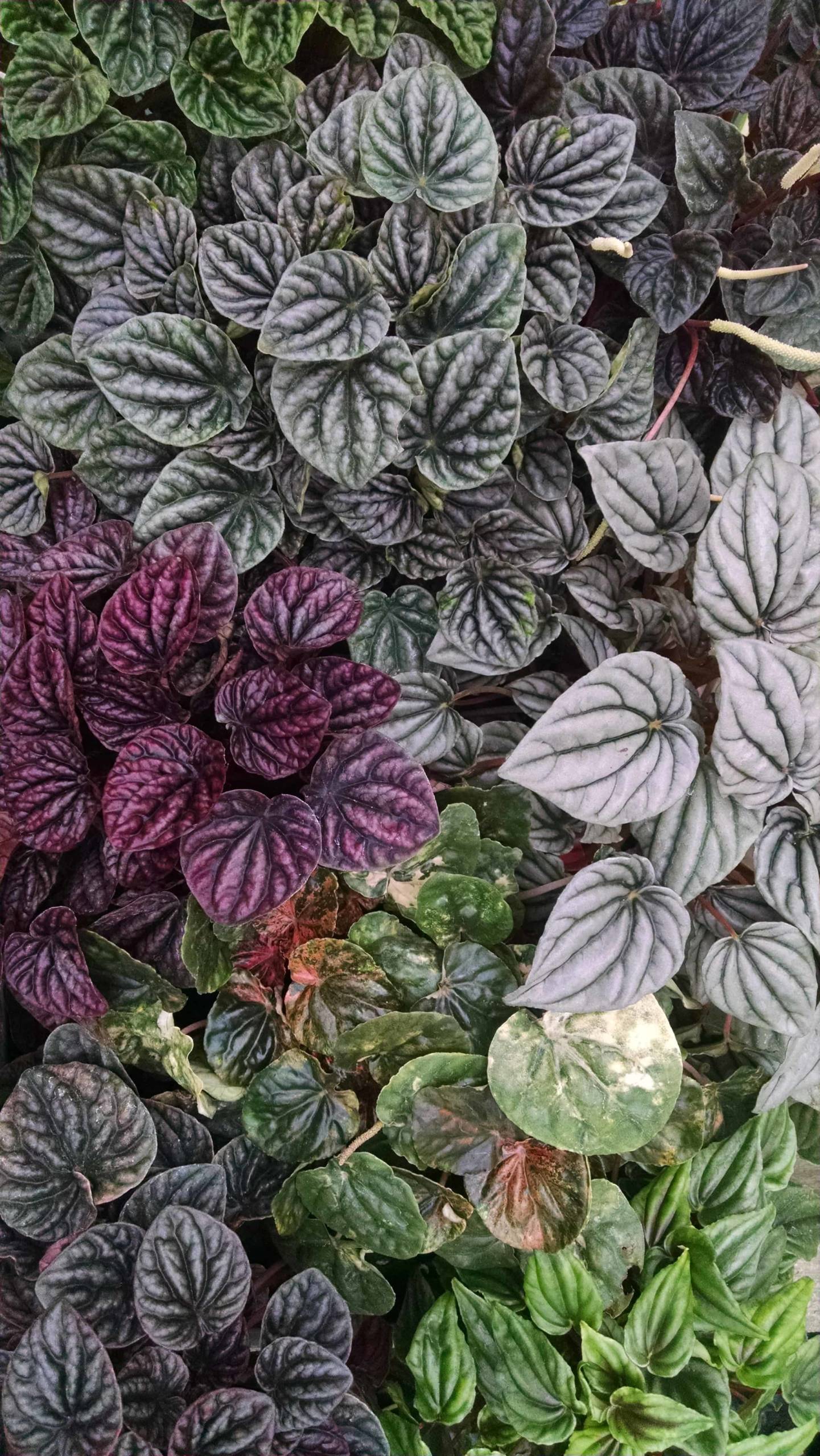 3 Plant Ripple Peperomia Collection - Image 2