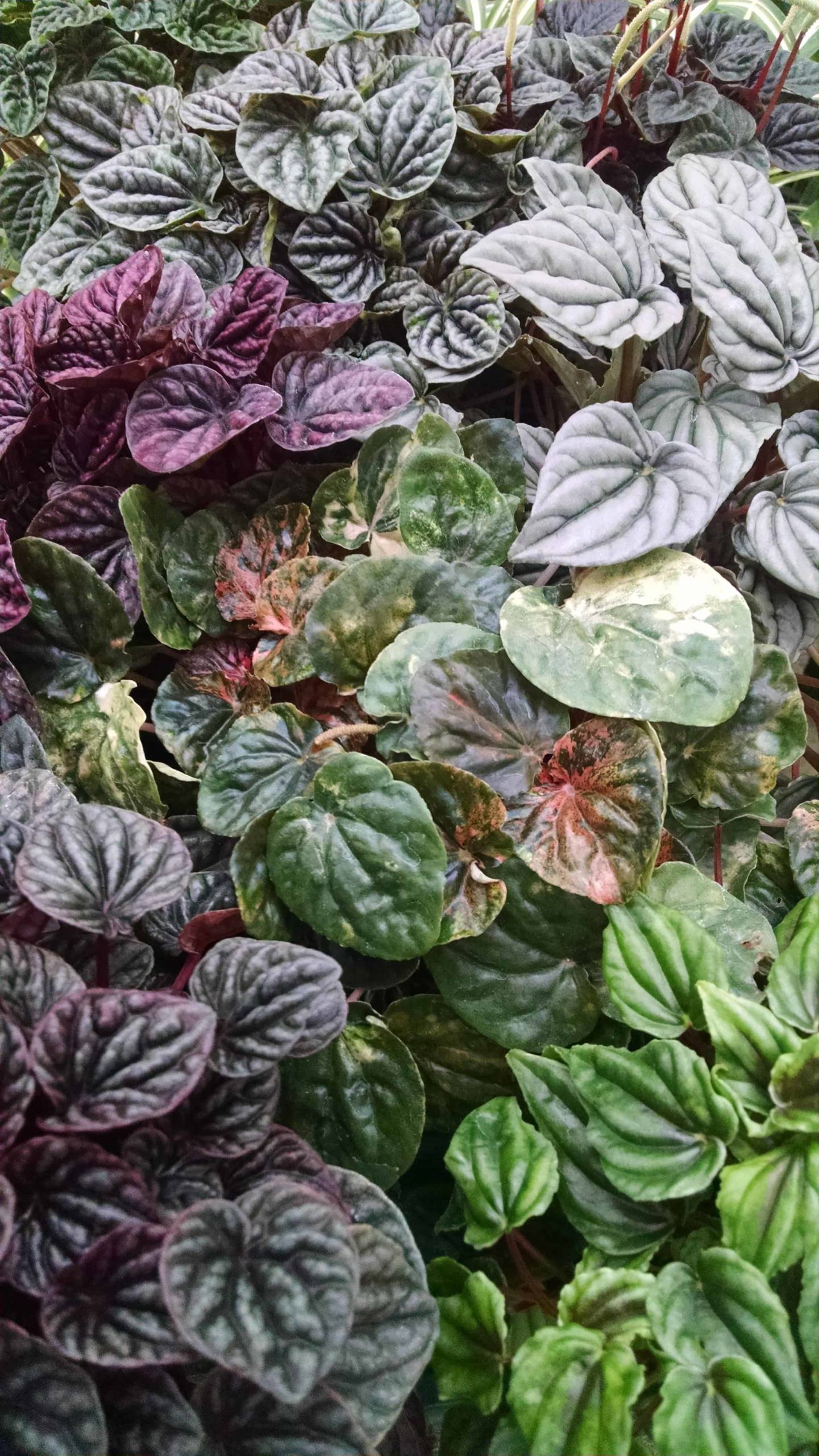 3 Plant Ripple Peperomia Collection - Image 3