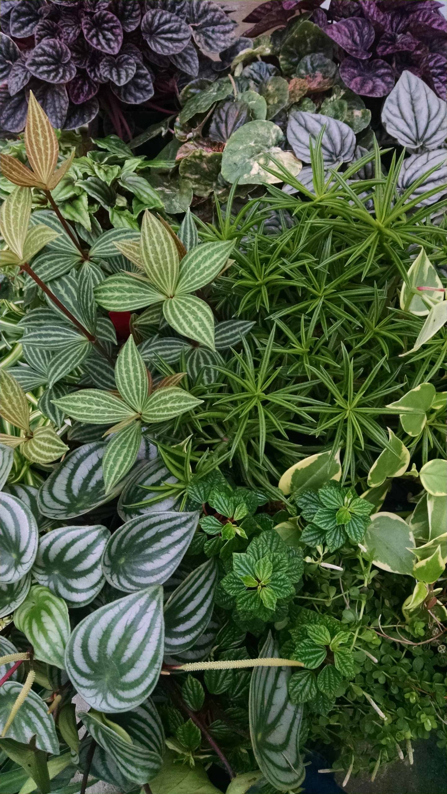 6 Plant Peperomia Collection - Image 2