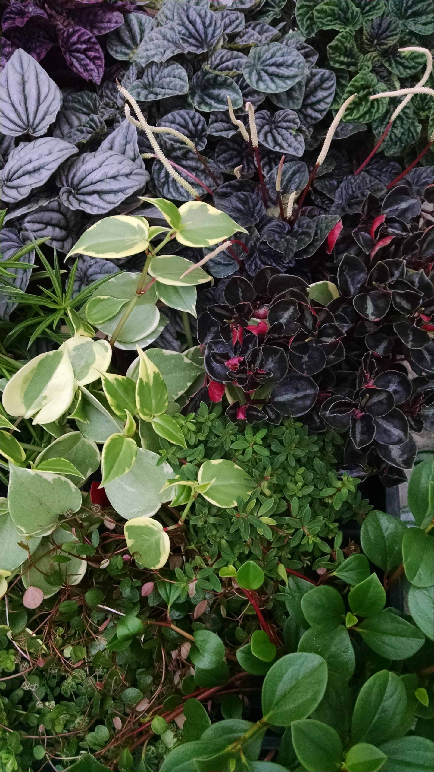 6 Plant Peperomia Collection - Image 3