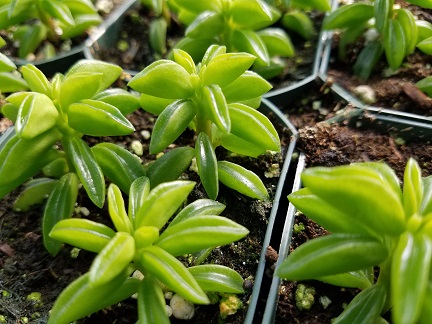 Peperomia axillaris - Image 3