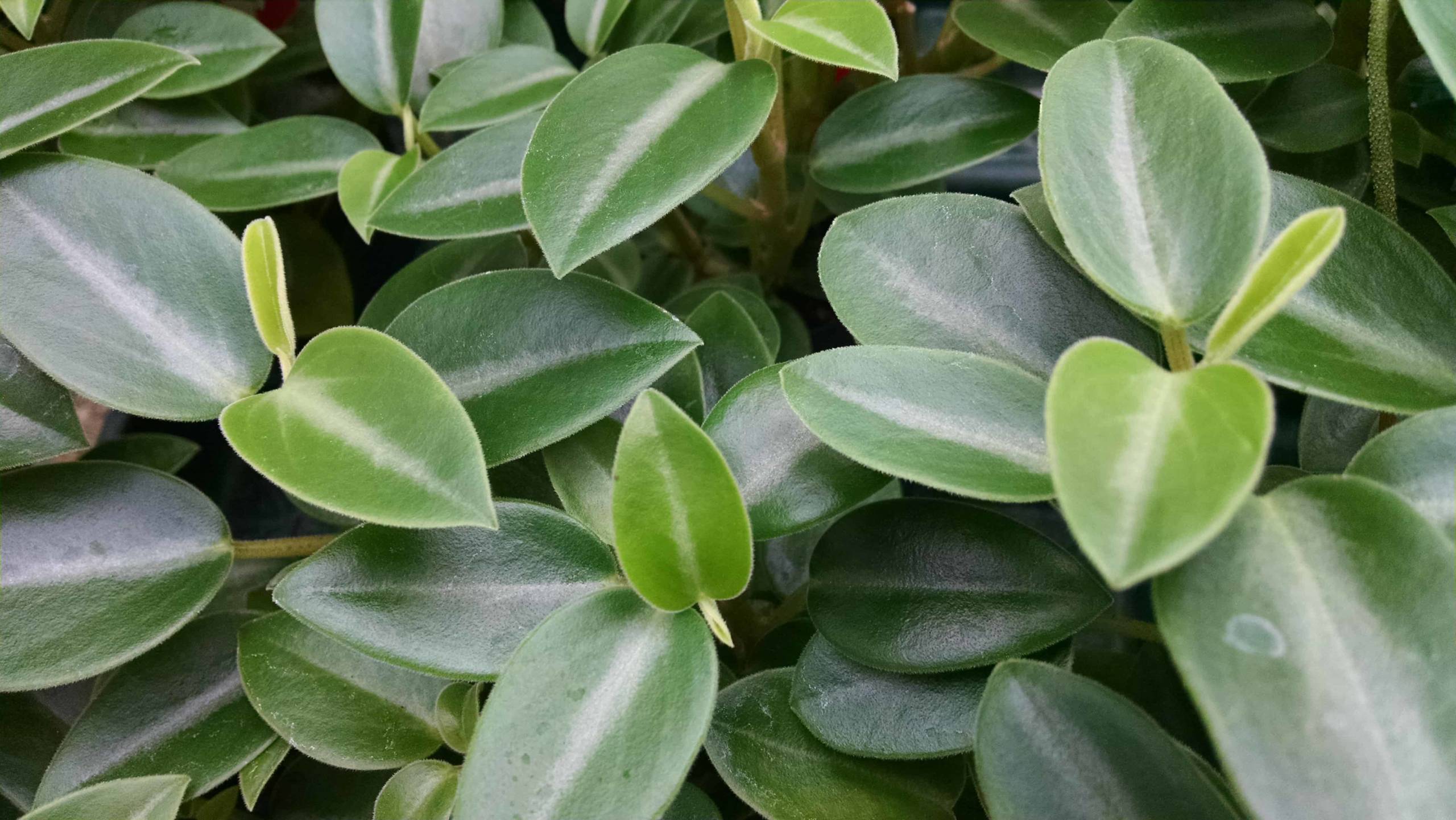 Cupid Peperomia - Image 3