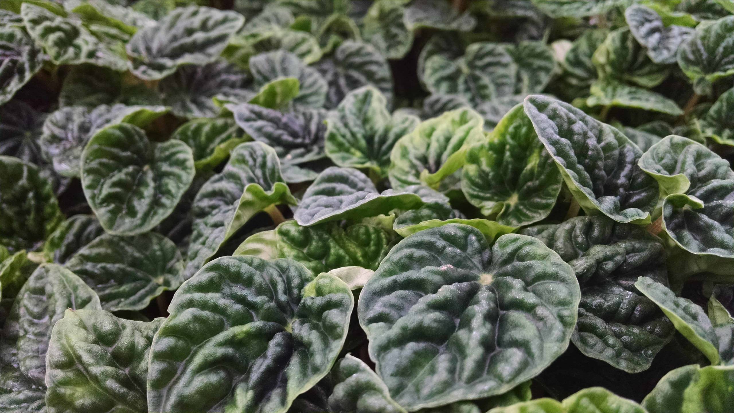 Emerald Ripple Peperomia - Image 2