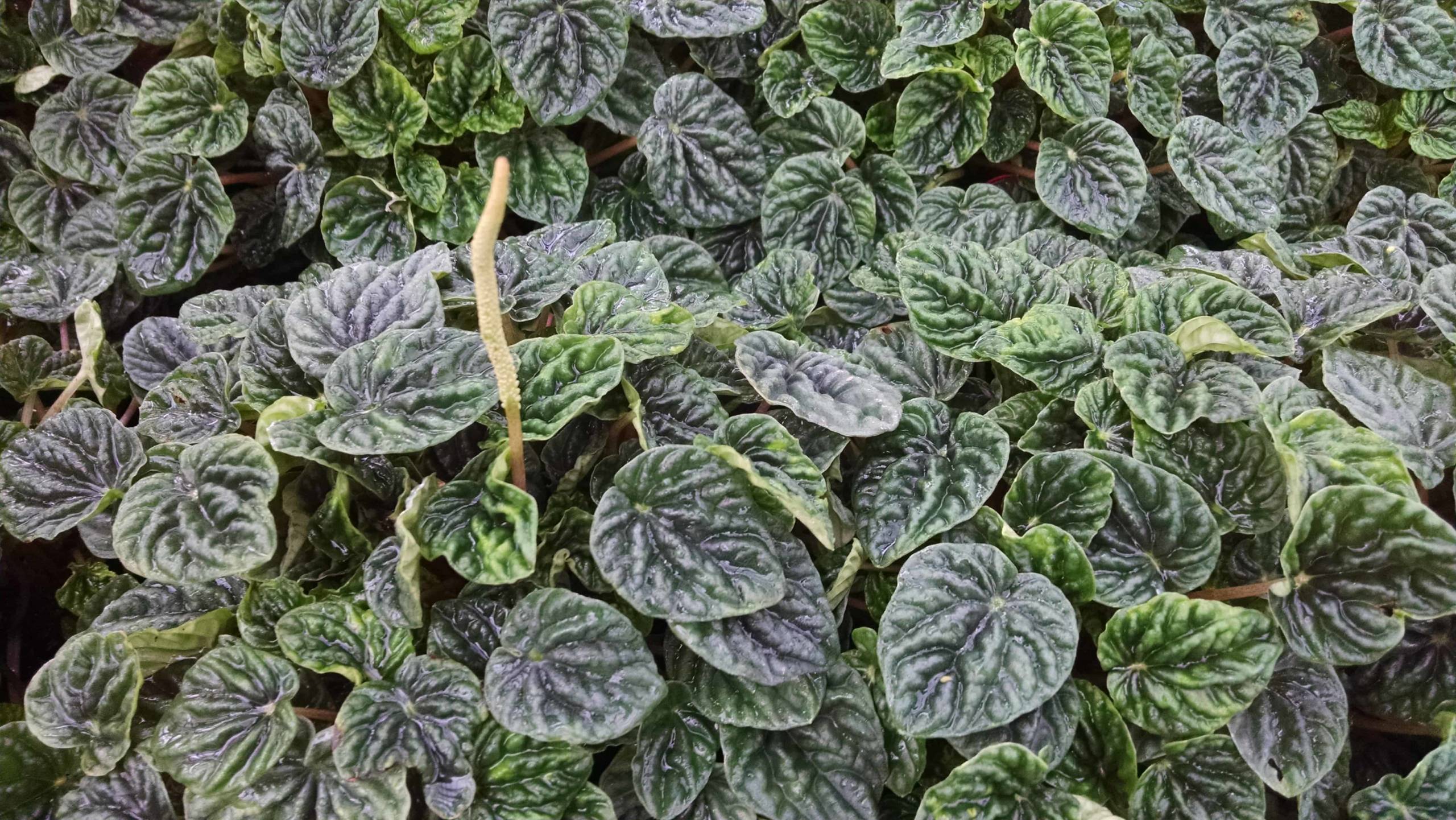 Emerald Ripple Peperomia - Image 3