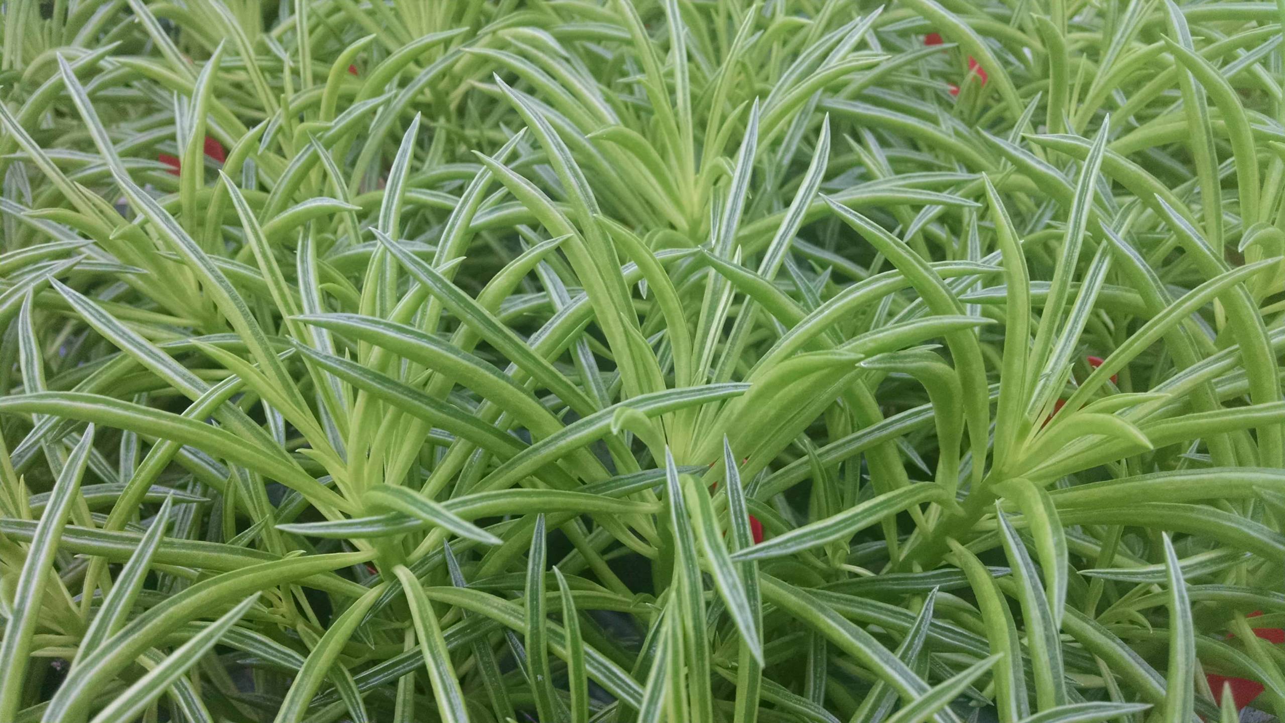 Peperomia Ferreyrae - Image 2