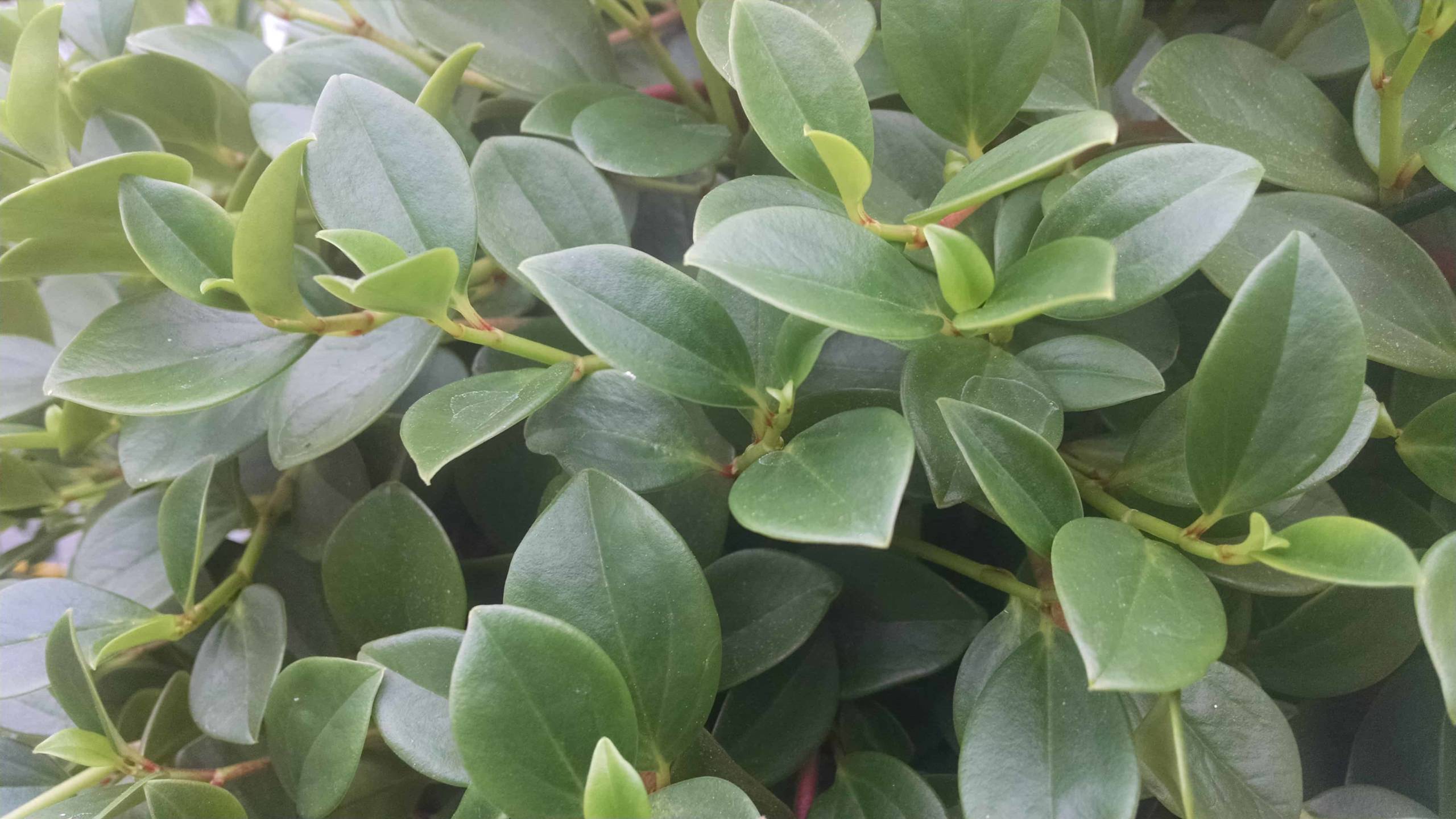 Green Trailing Peperomia - Image 2