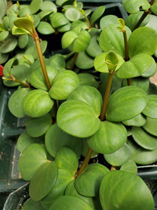 Hope Peperomia - Image 4