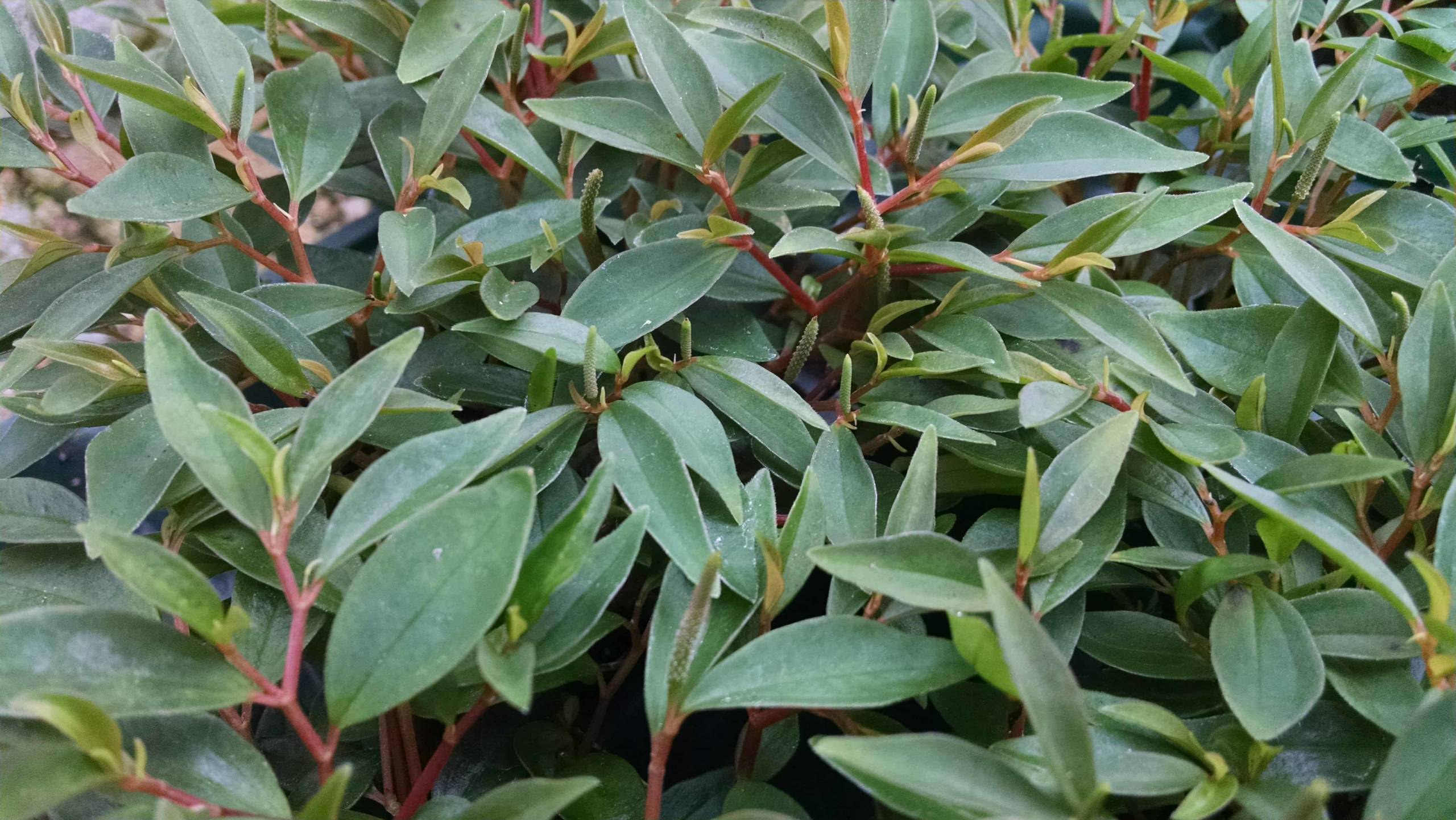 Mini Trinervula Peperomia - Image 2