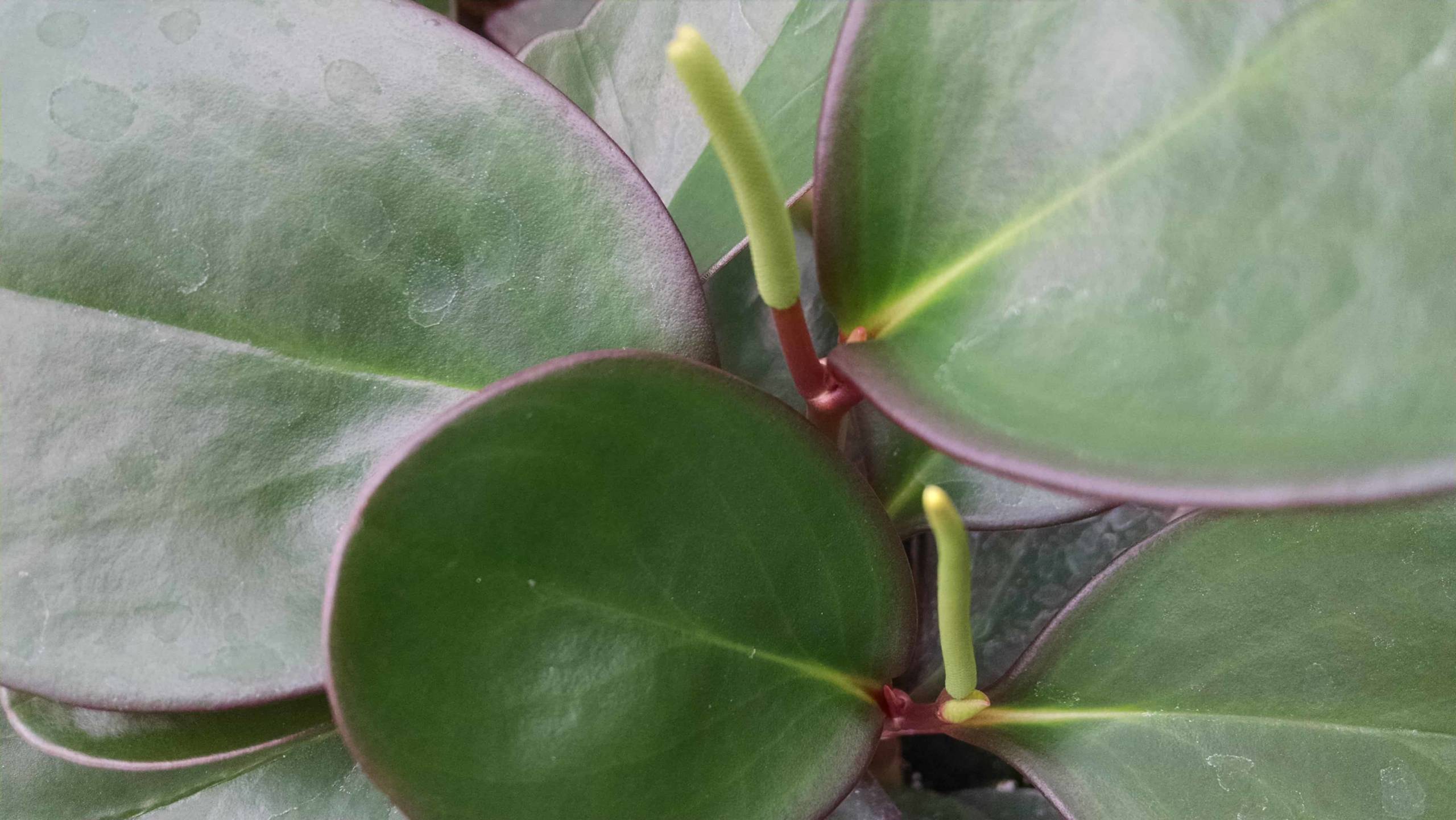 Oval Leaf Peperomia - Image 2