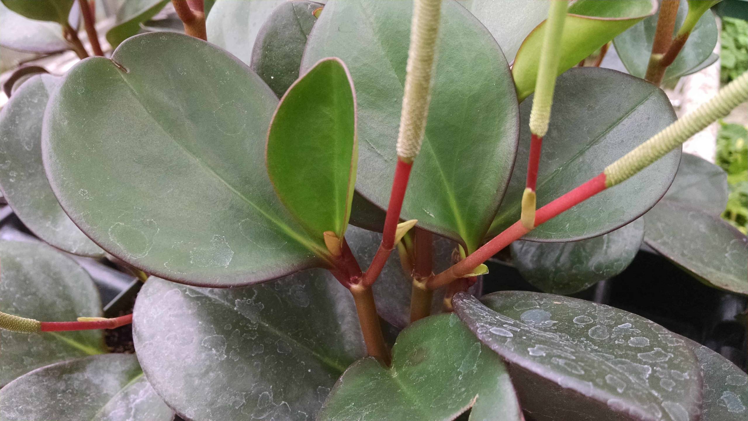 Oval Leaf Peperomia - Image 3