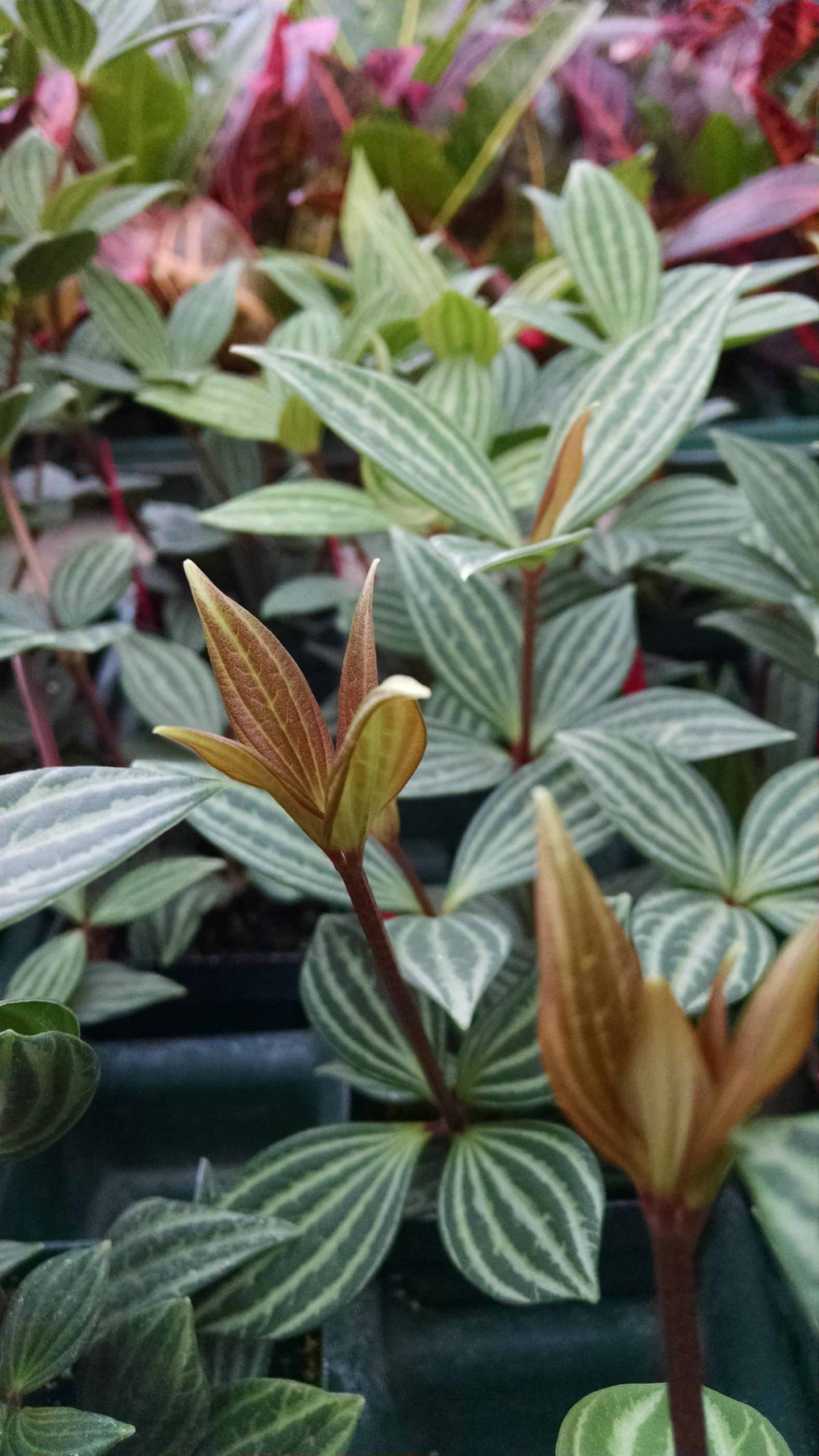 Parallel Peperomia - Image 3