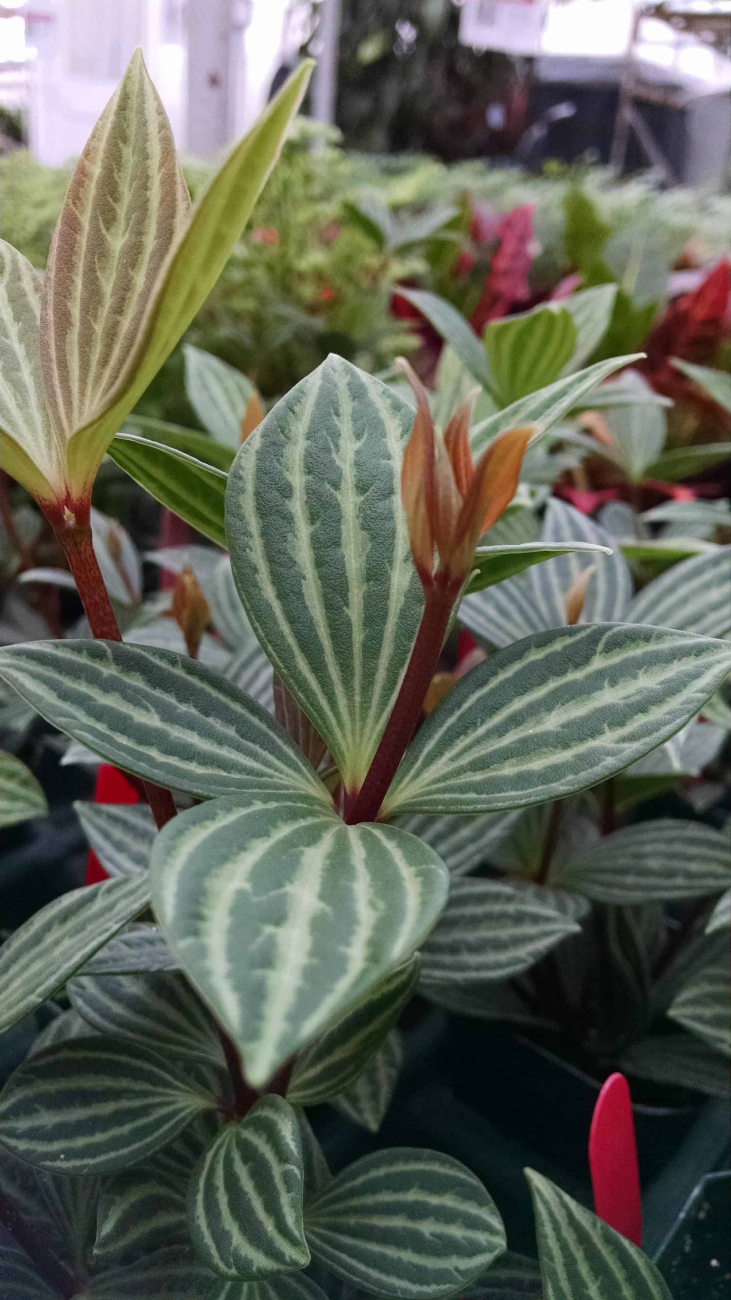 Parallel Peperomia - Image 2
